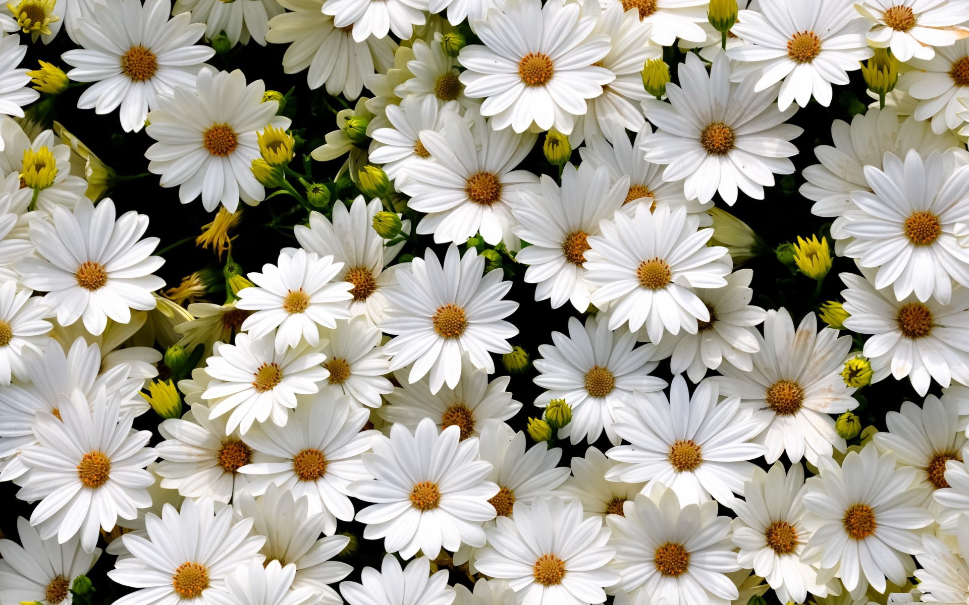 White daisies with yellow centers on black background HD Wallpaper