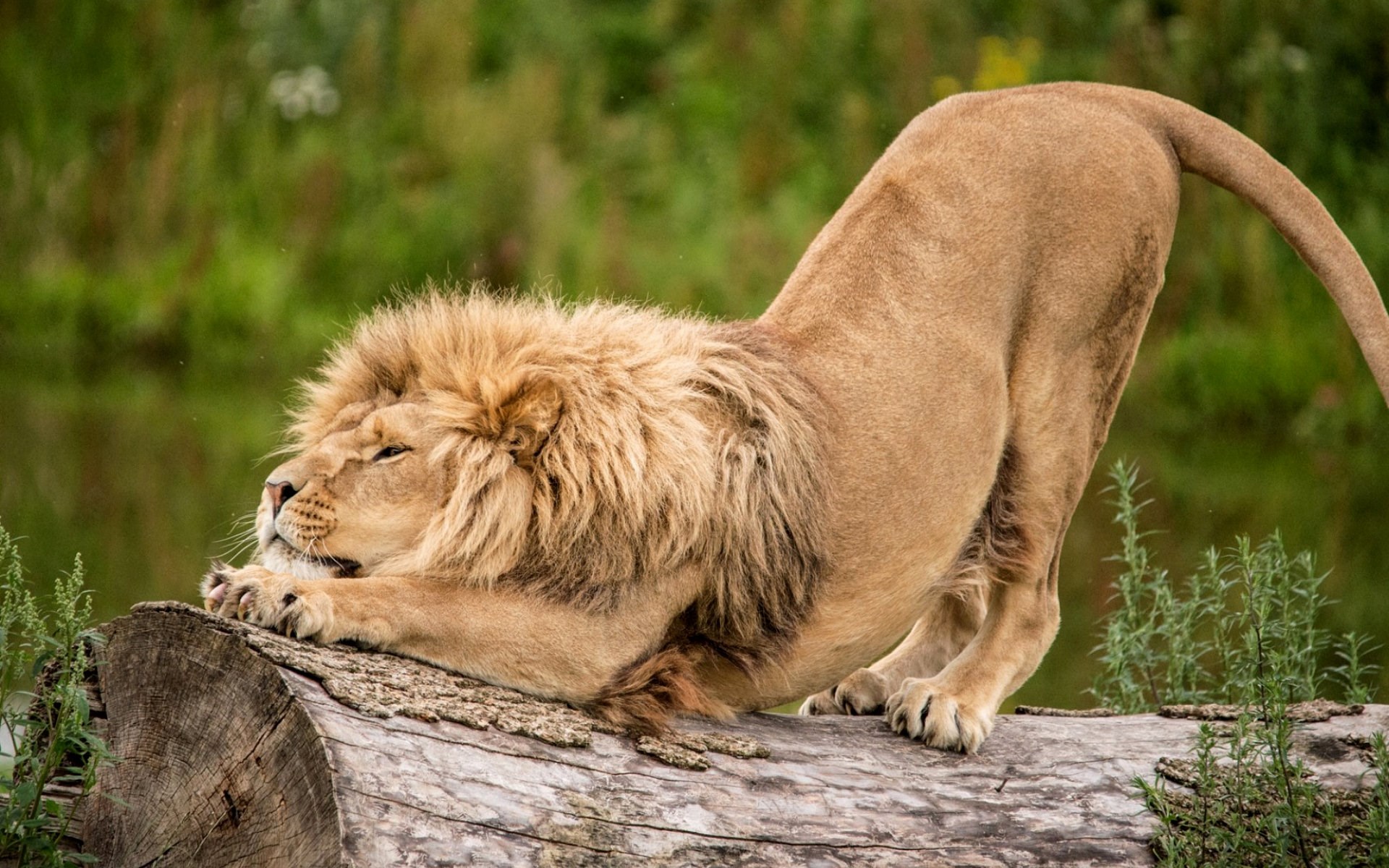 Lion stretching on a log HD Wallpaper