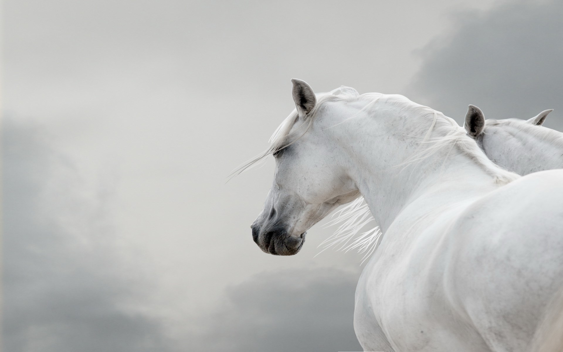 Two white horses against a cloudy sky HD Wallpaper