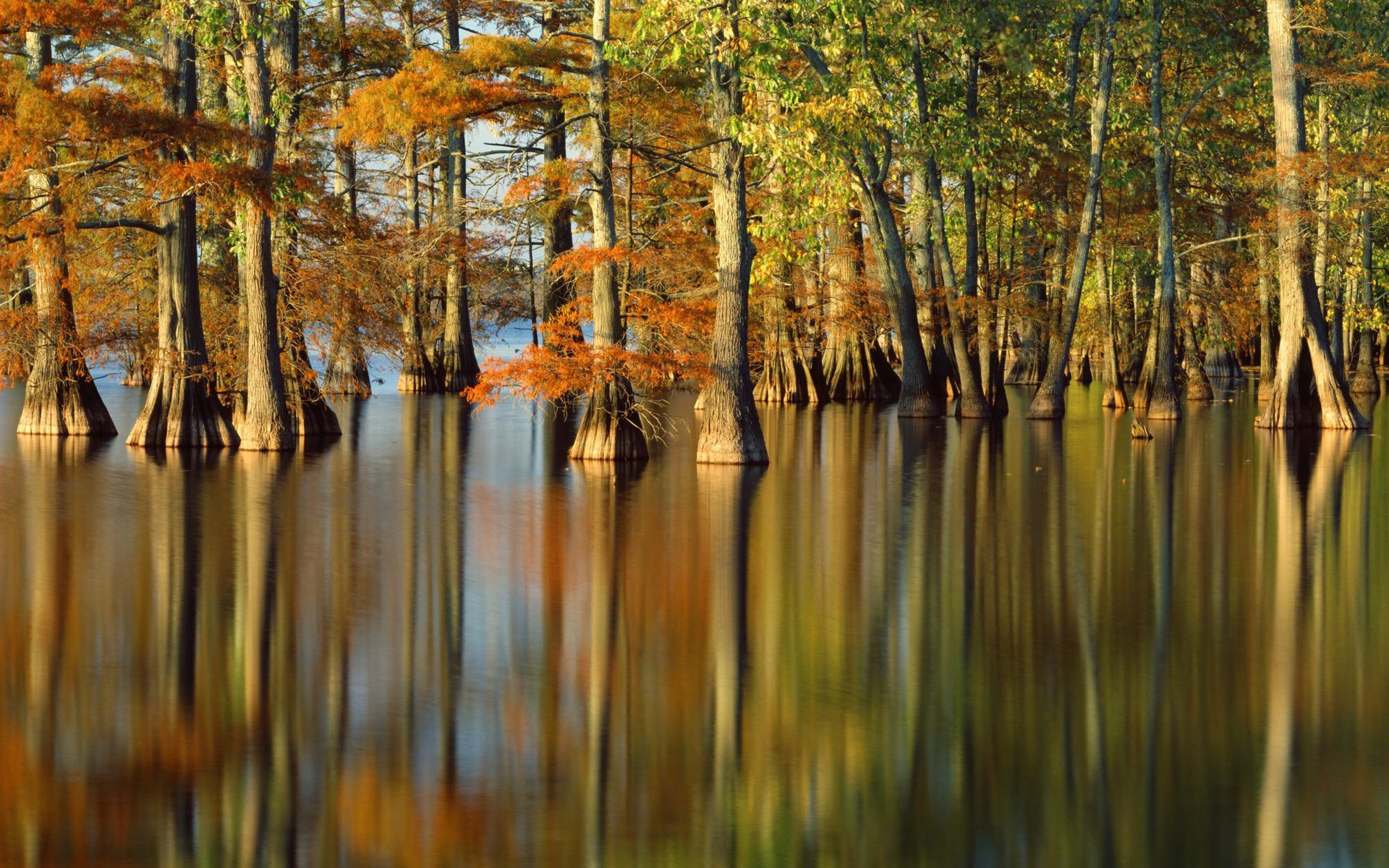 Bald cypress trees in a lake during autumn HD Wallpaper