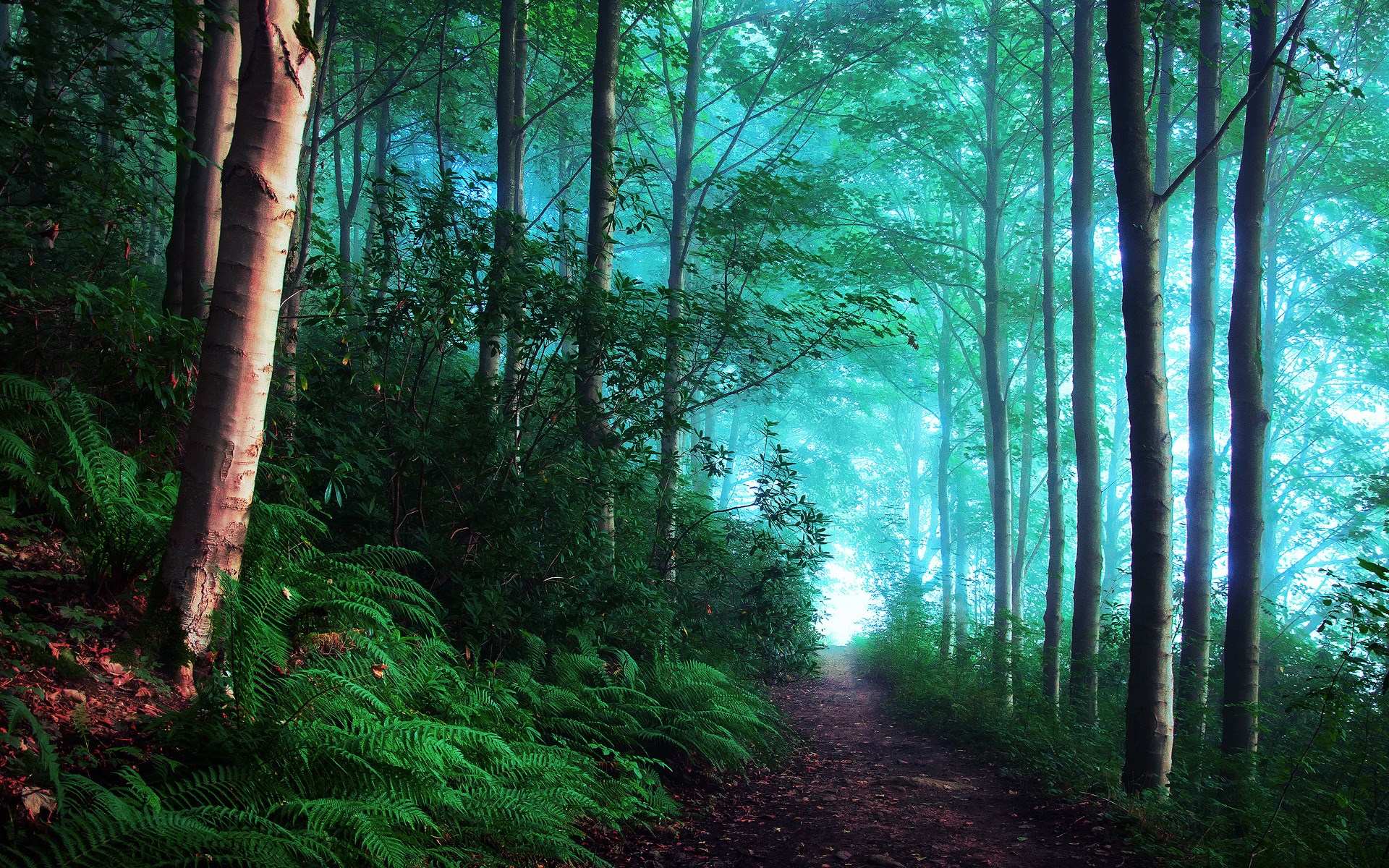 Misty Forest Path Surrounded by Lush Greenery HD Wallpaper