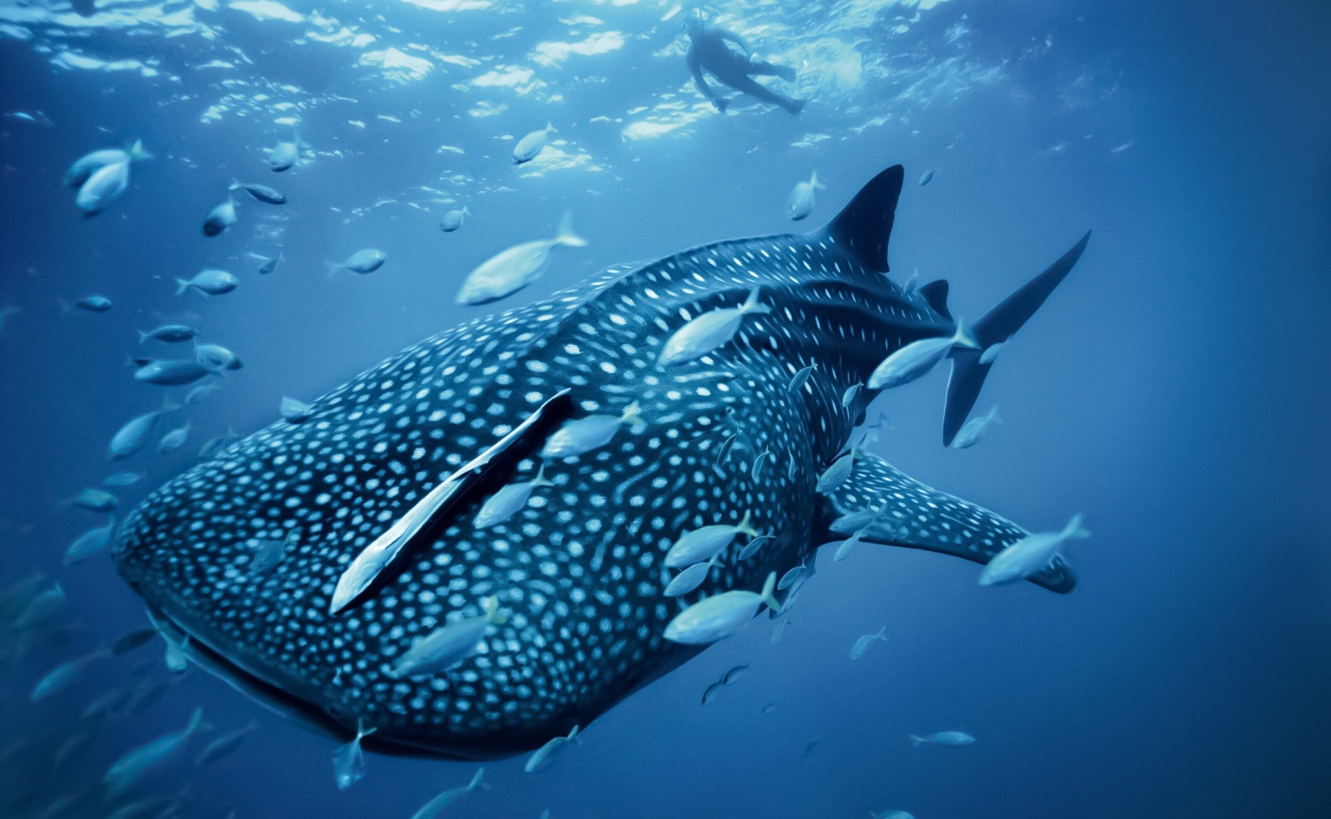 Whale shark swimming with fish and a diver HD Wallpaper