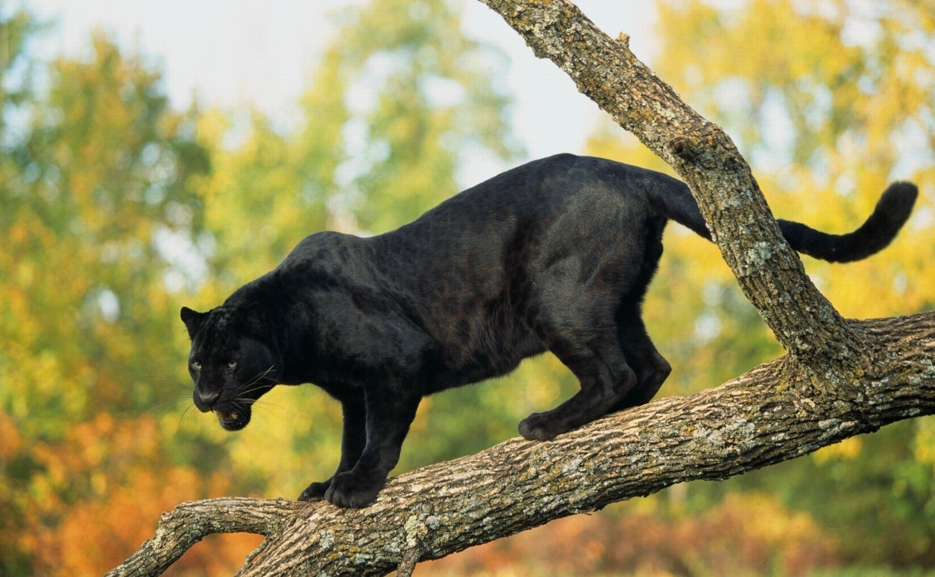 Black Panther on a Tree Branch 4K HD Wallpaper