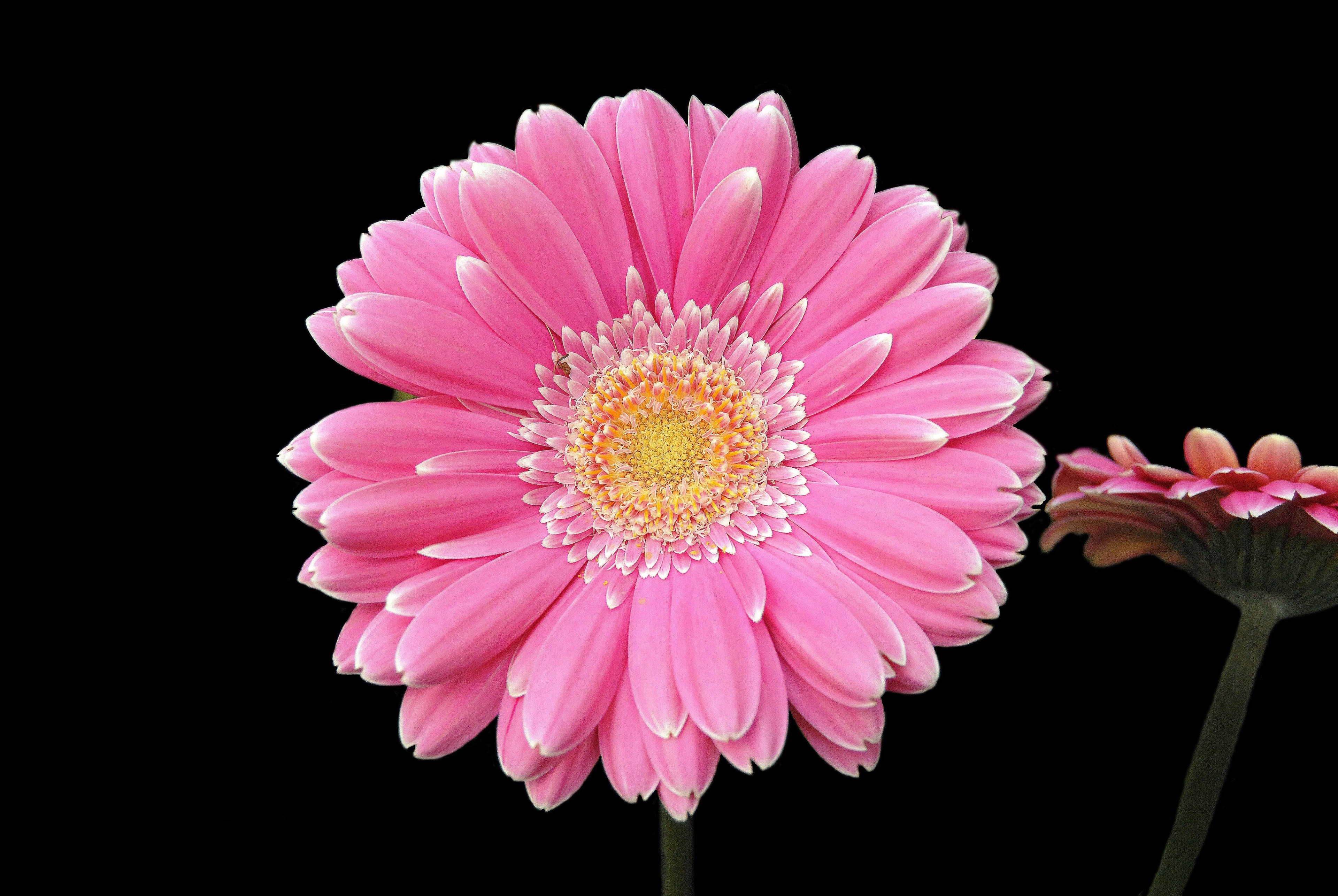 Vibrant Pink Gerbera Flower in 4K Detail HD Wallpaper