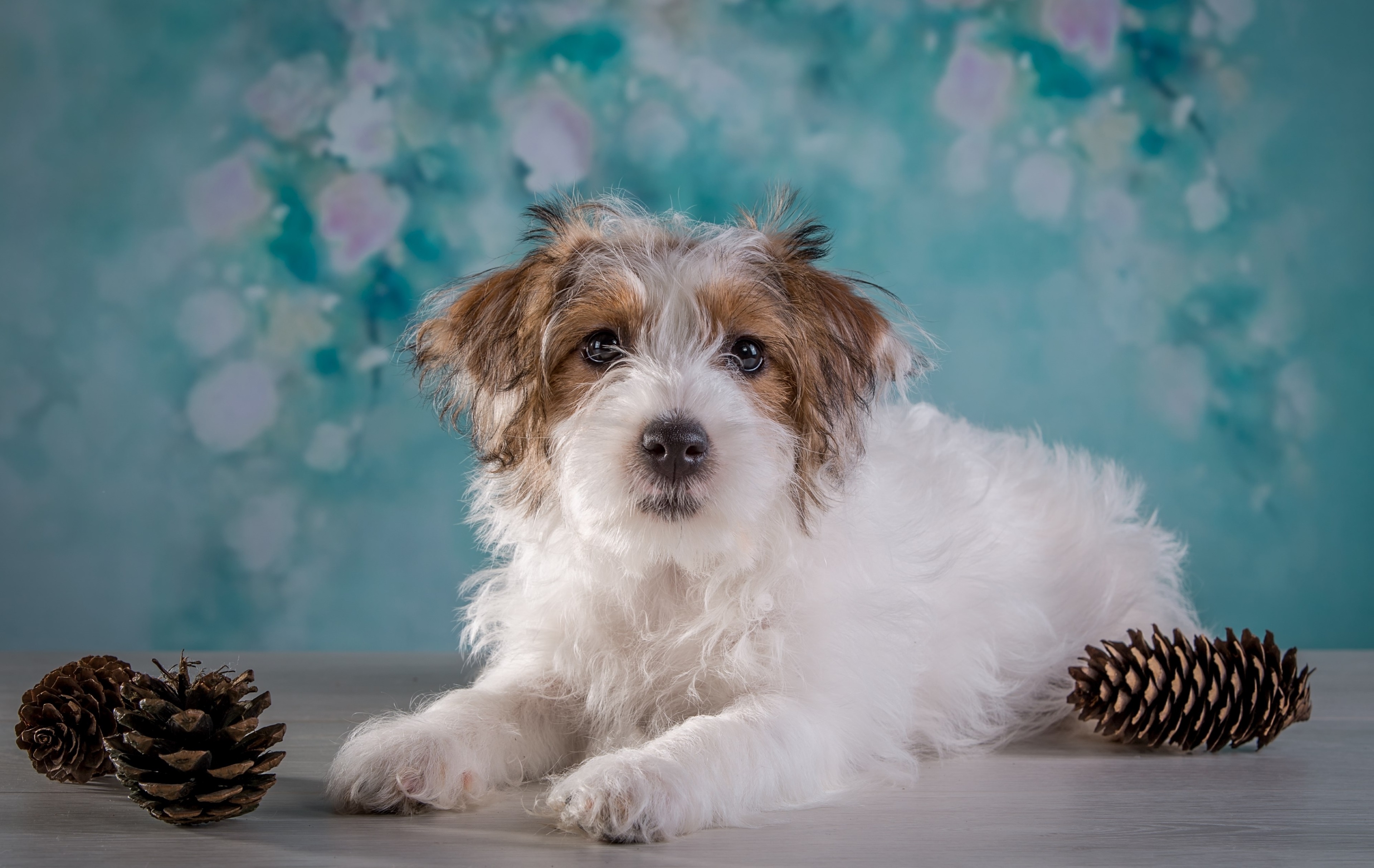 Jack Russell Terrier puppy with pine cones HD Wallpaper