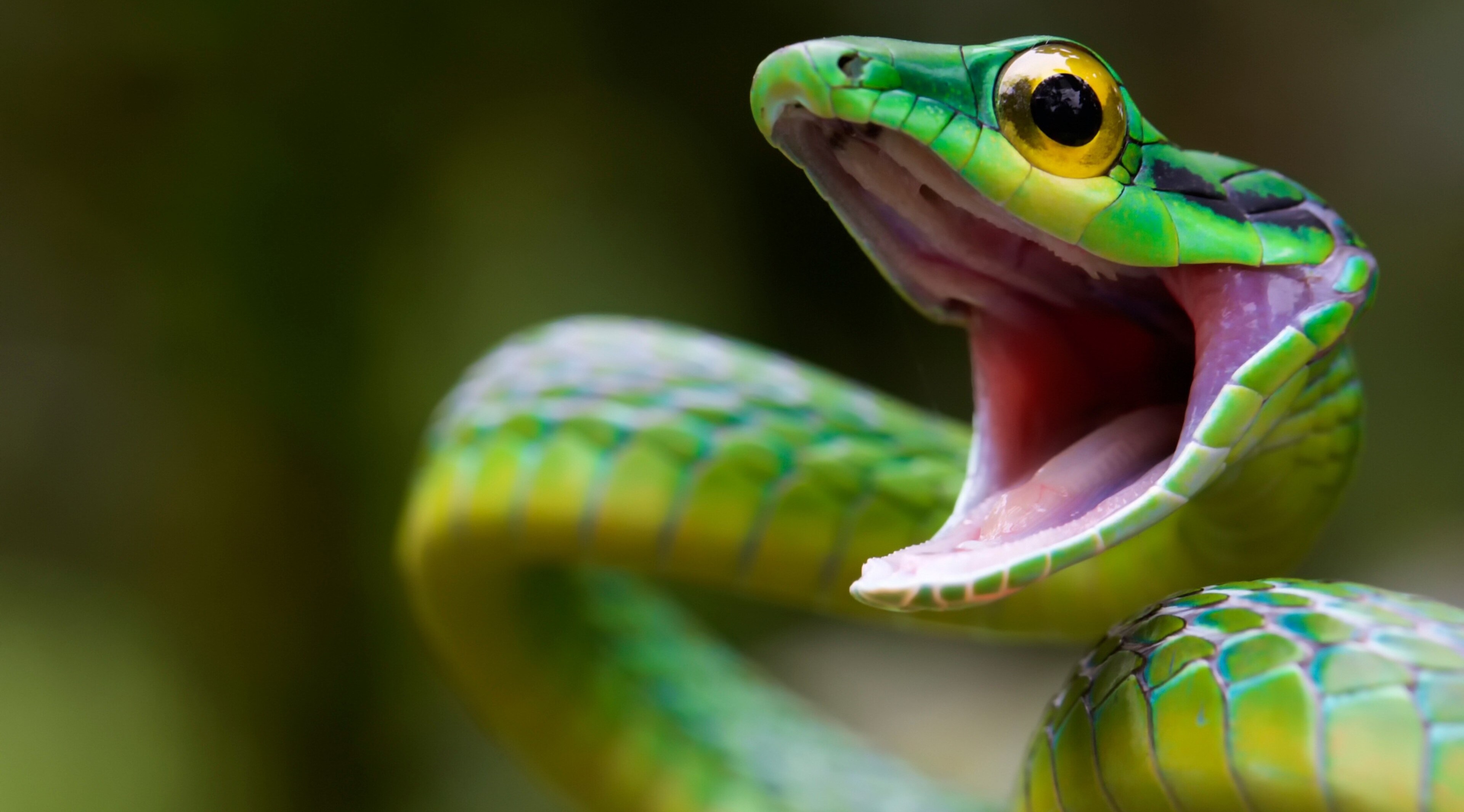 Close-up of Vibrant 4K Green Parrot Snake HD Wallpaper