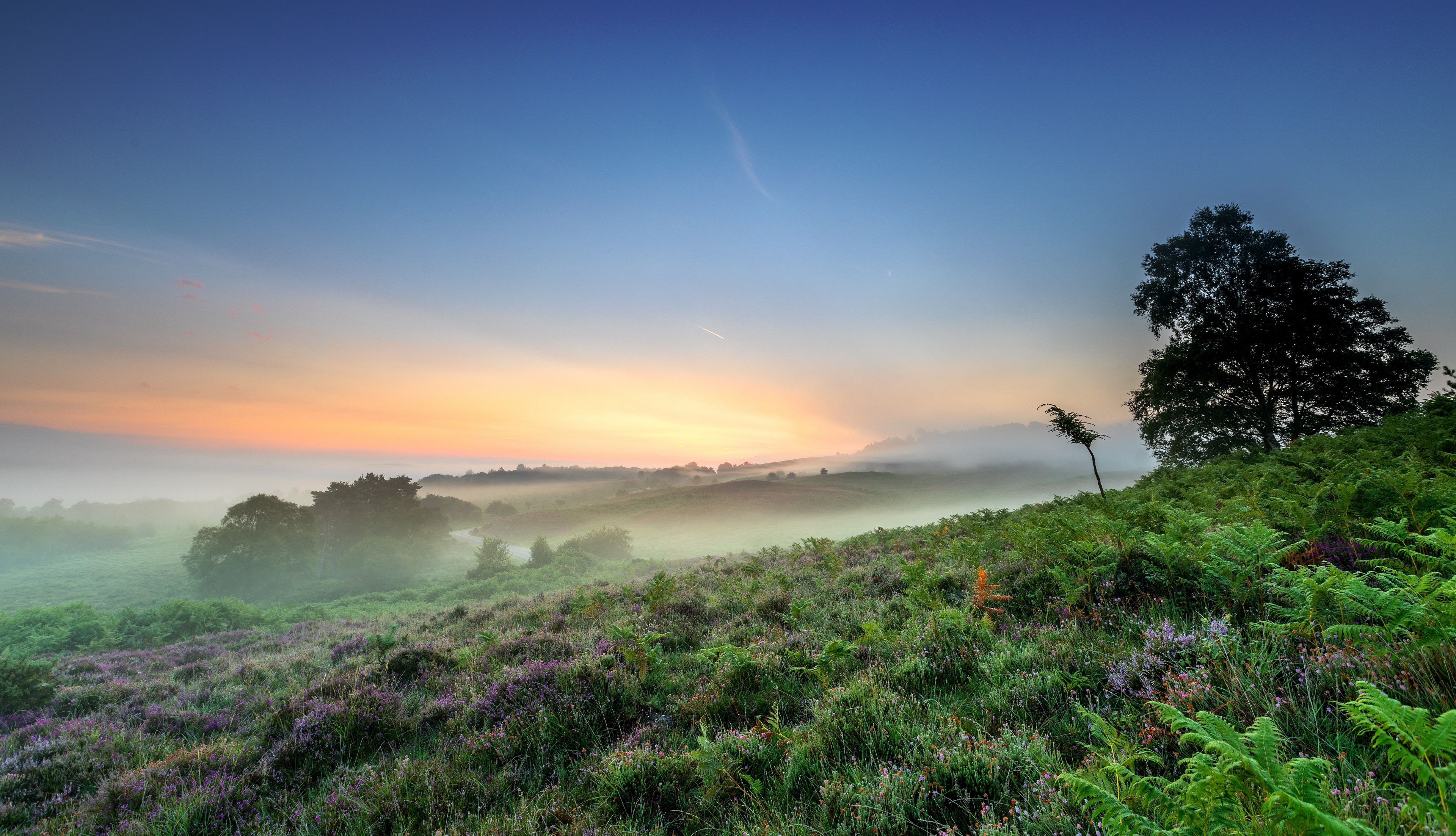 Misty sunrise over heather and ferns HD Wallpaper