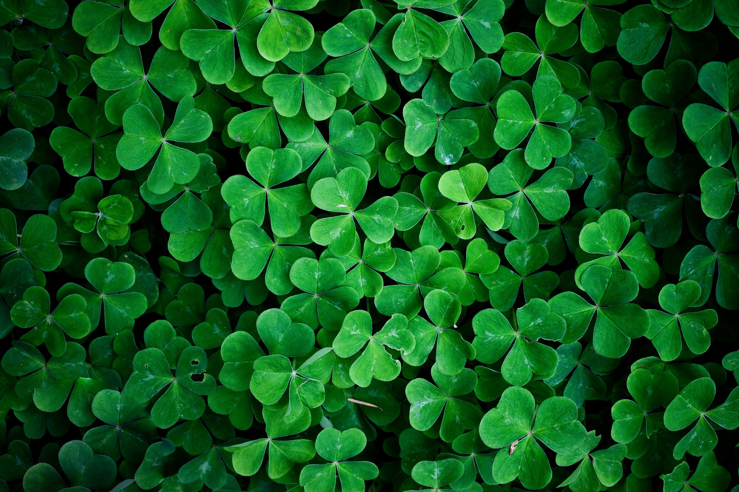 Macro shot of green clovers HD Wallpaper