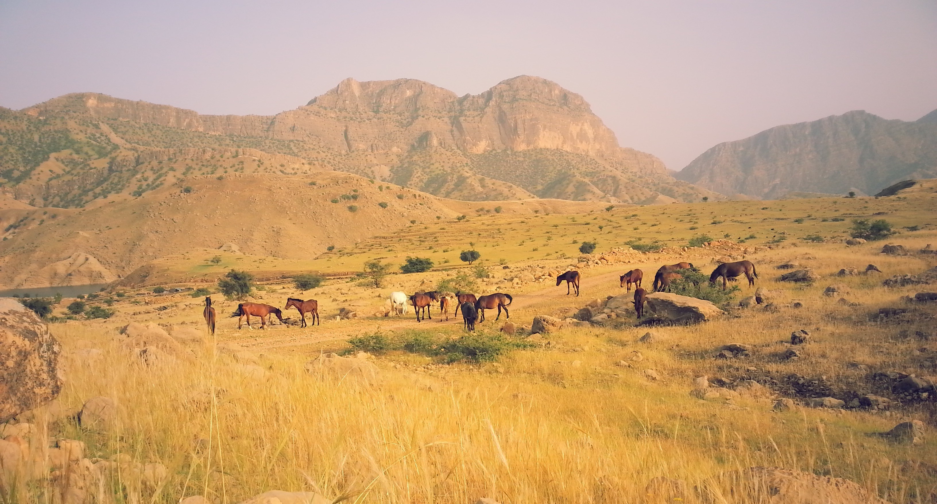 Horses grazing in a mountainous landscape in Iran HD Wallpaper
