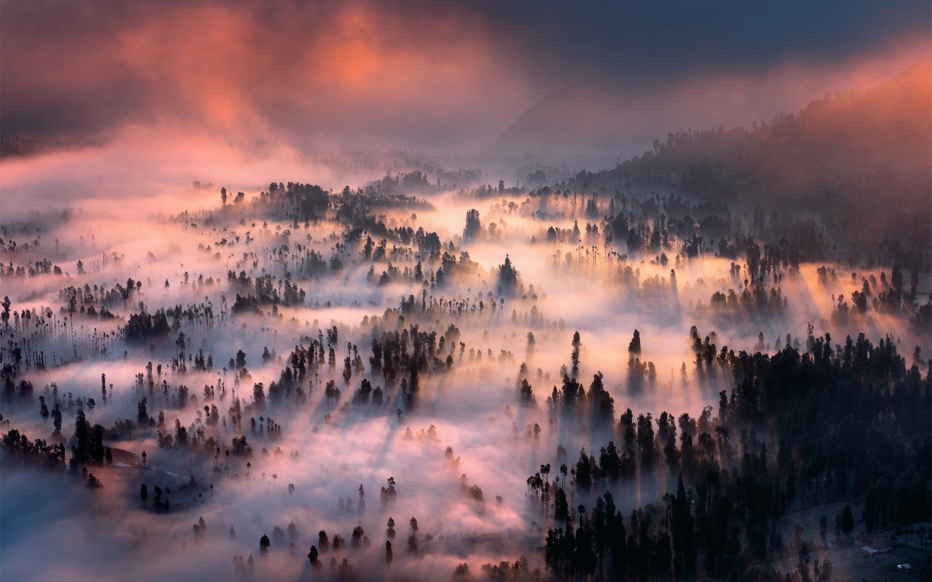 Misty forest landscape at sunrise with pink clouds HD Wallpaper