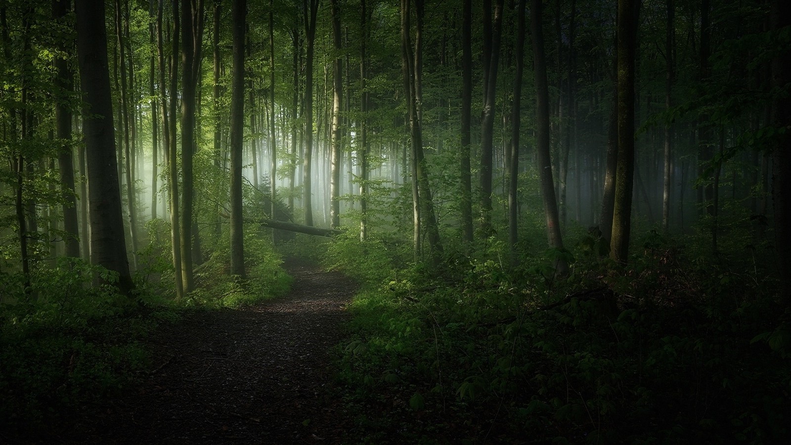 Misty forest path with sunlight filtering through trees HD Wallpaper