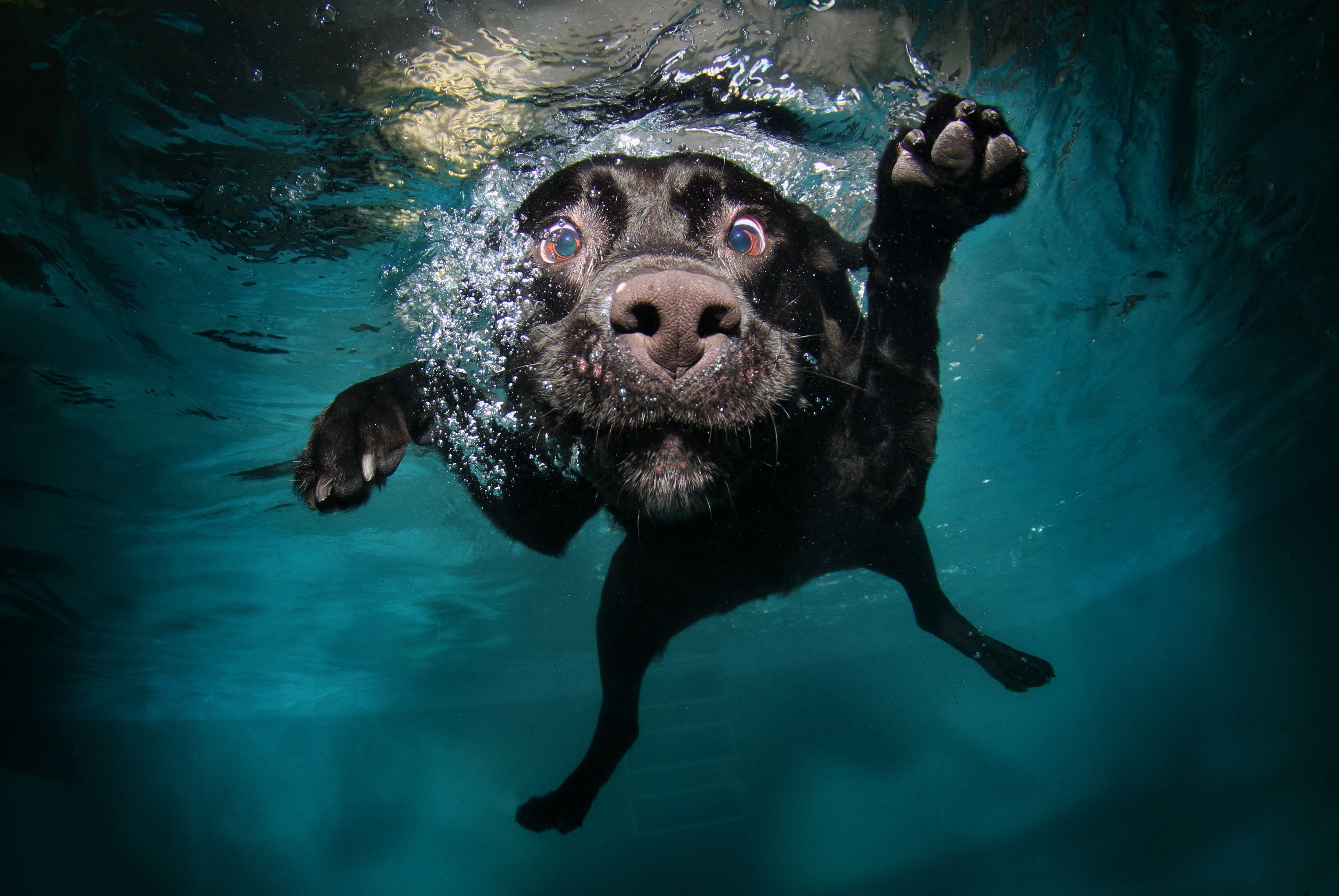 Black dog swimming underwater in a pool HD Wallpaper