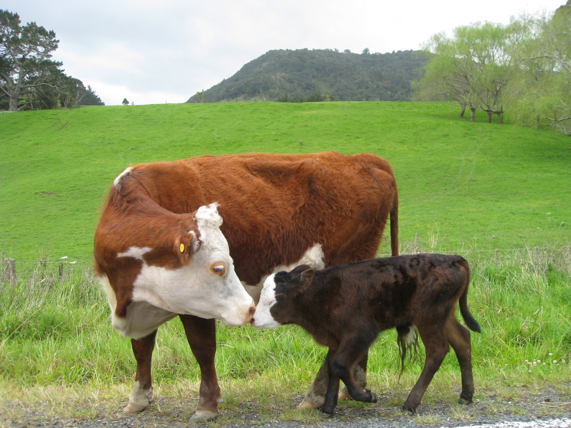 Mother cow and calf in a green field HD Wallpaper