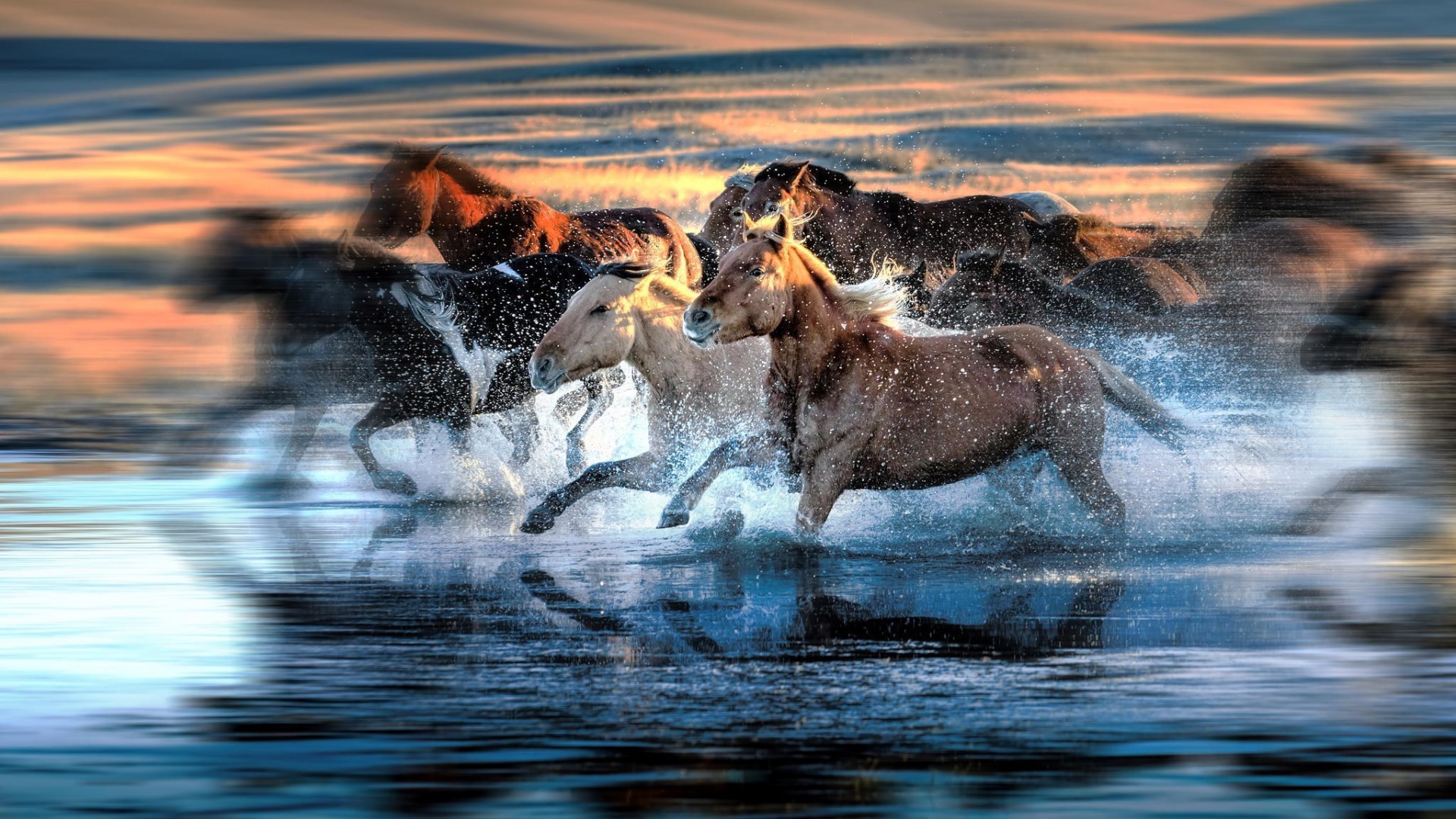 Horses running through water with motion blur HD Wallpaper