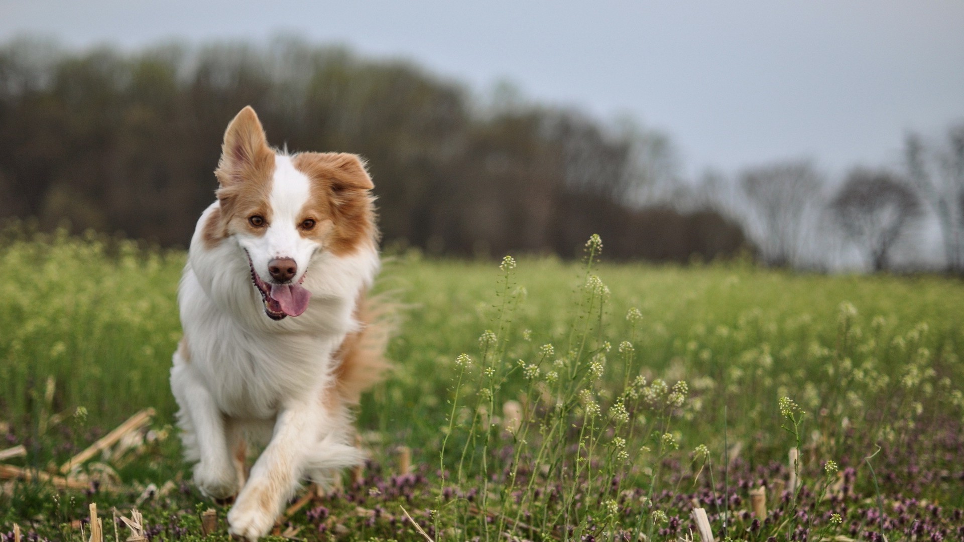 Brown and white dog running in a field HD Wallpaper