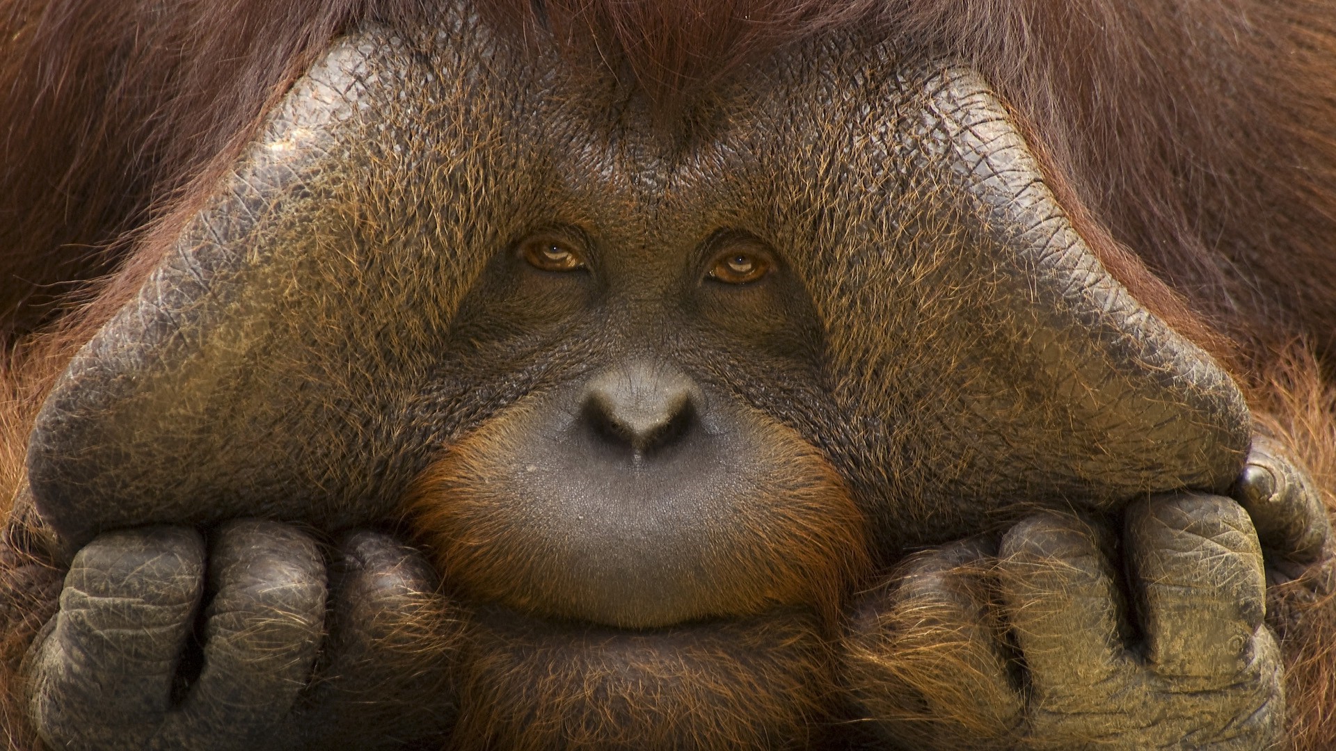 Close-up of an orangutan's face with hands covering its cheeks HD Wallpaper