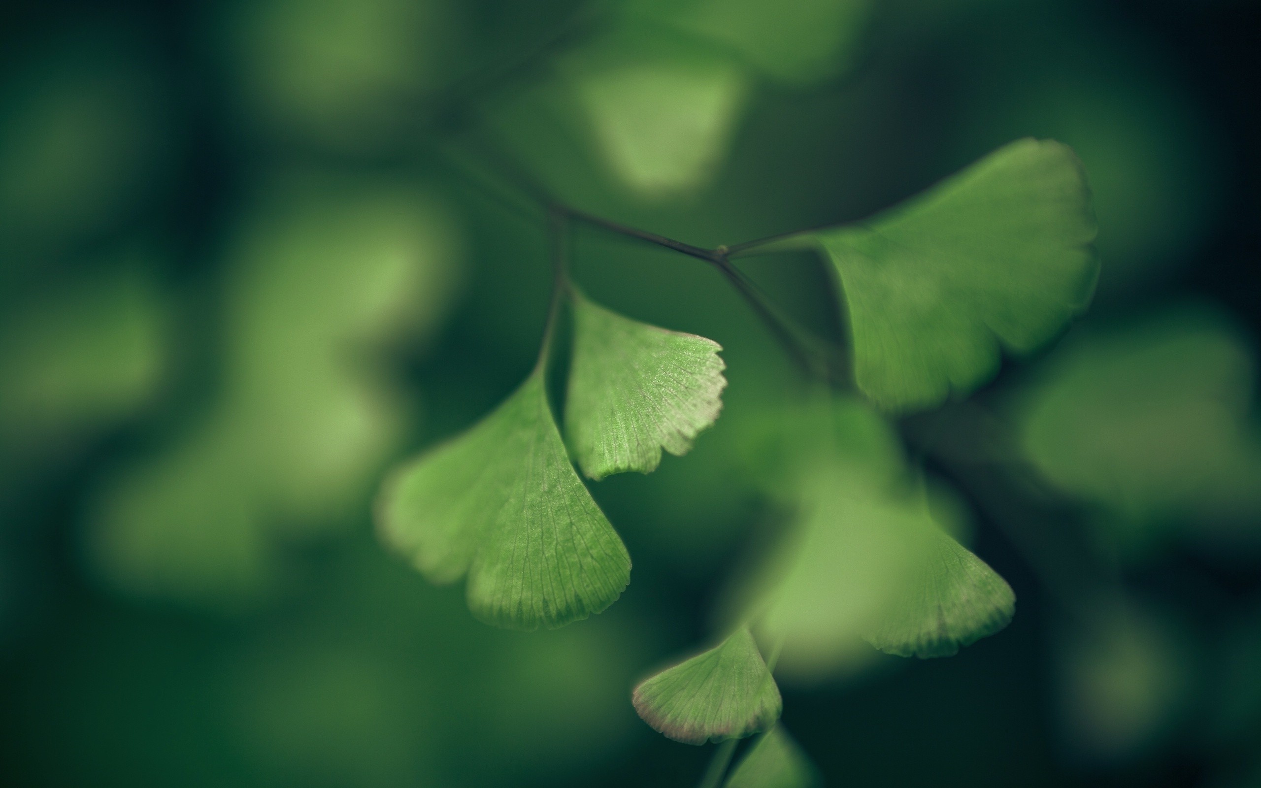 Green leaves with shallow depth of field HD Wallpaper