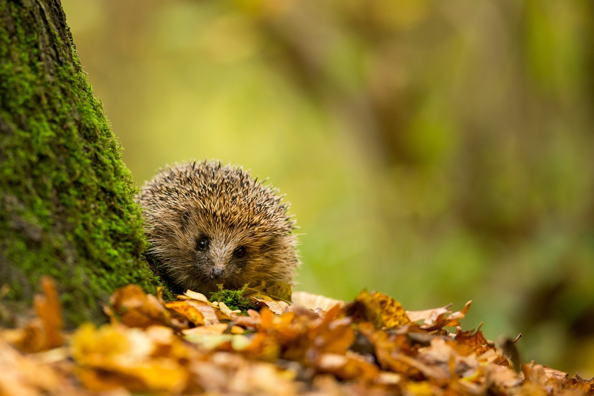 Hedgehog peeking from behind a mossy tree trunk HD Wallpaper
