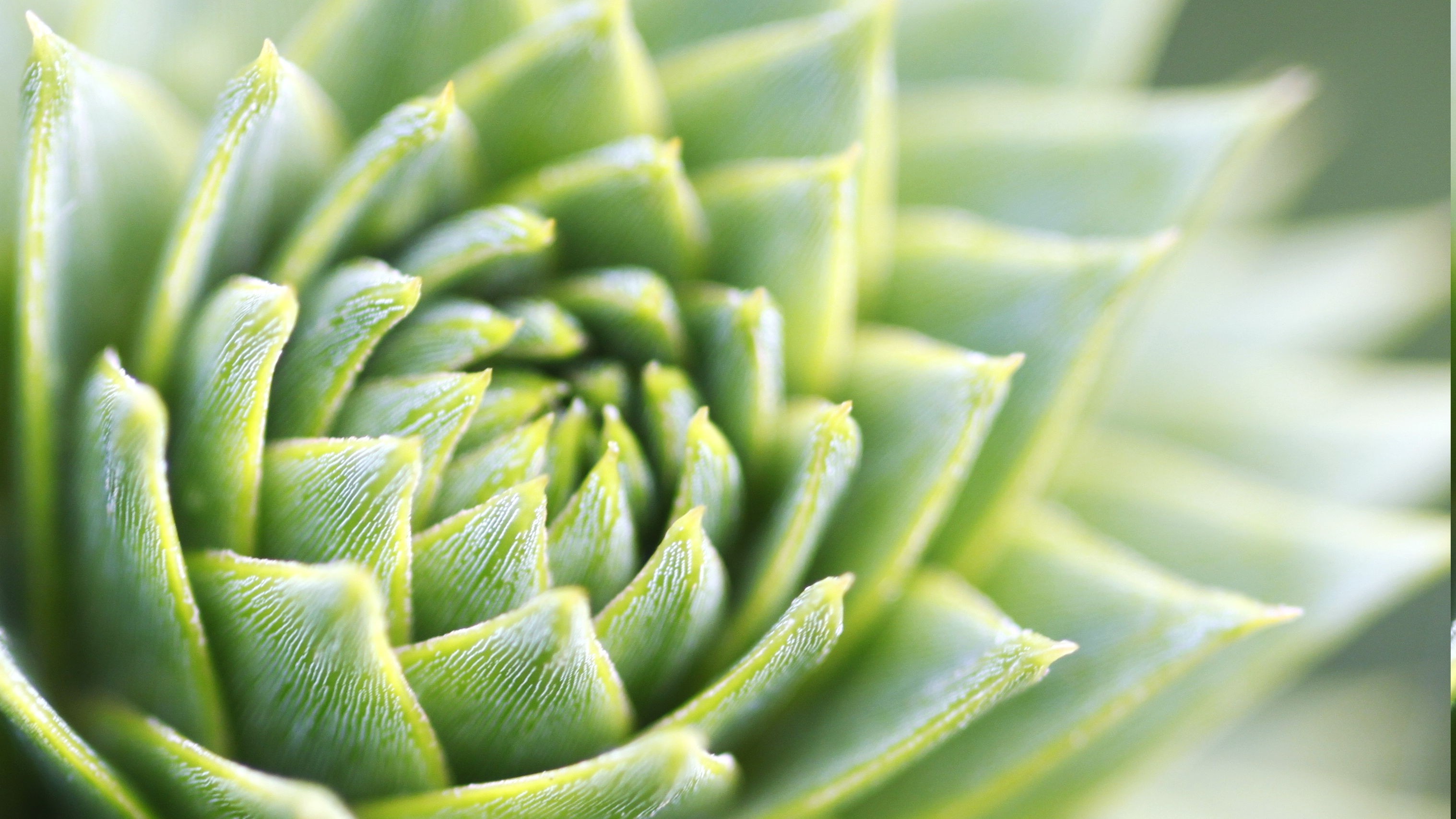 Macro view of a green succulent plant HD Wallpaper