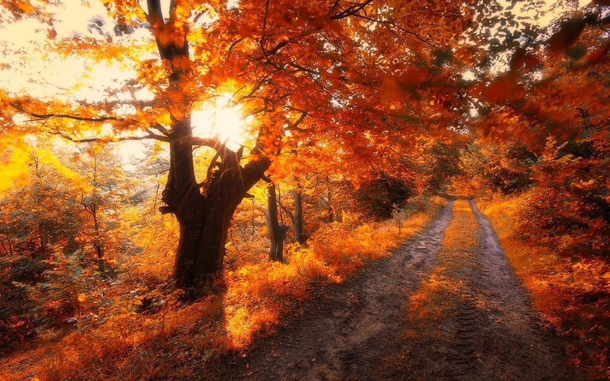 Autumn forest road with sunbeams through trees HD Wallpaper