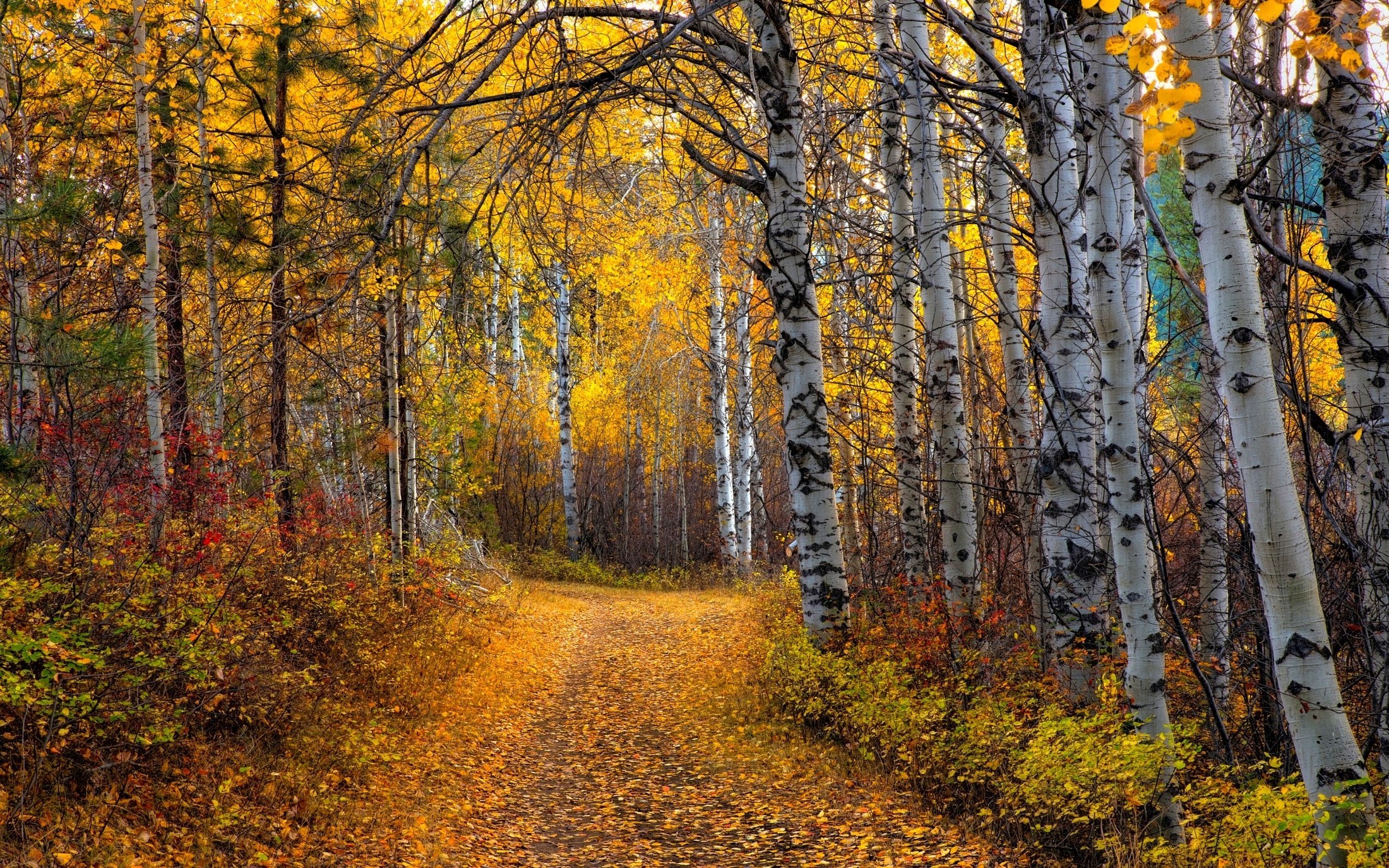 Golden Aspen Trees Along Forest Path in Autumn HD Wallpaper