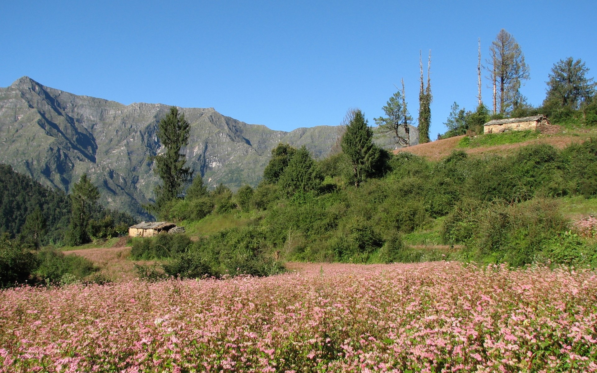 Field of pink flowers with mountains and houses HD Wallpaper