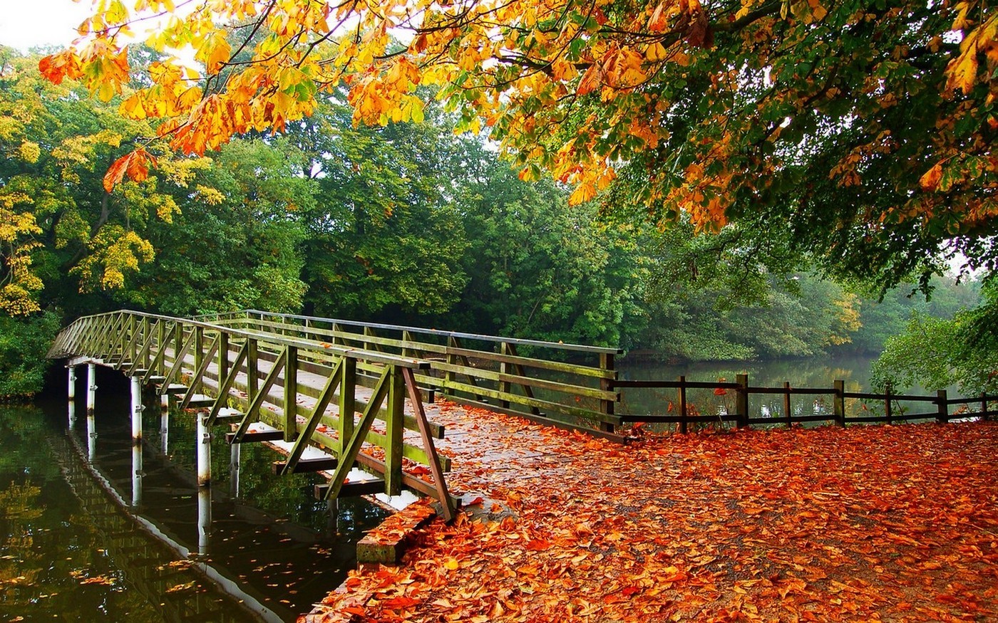 Wooden bridge over water with autumn leaves HD Wallpaper