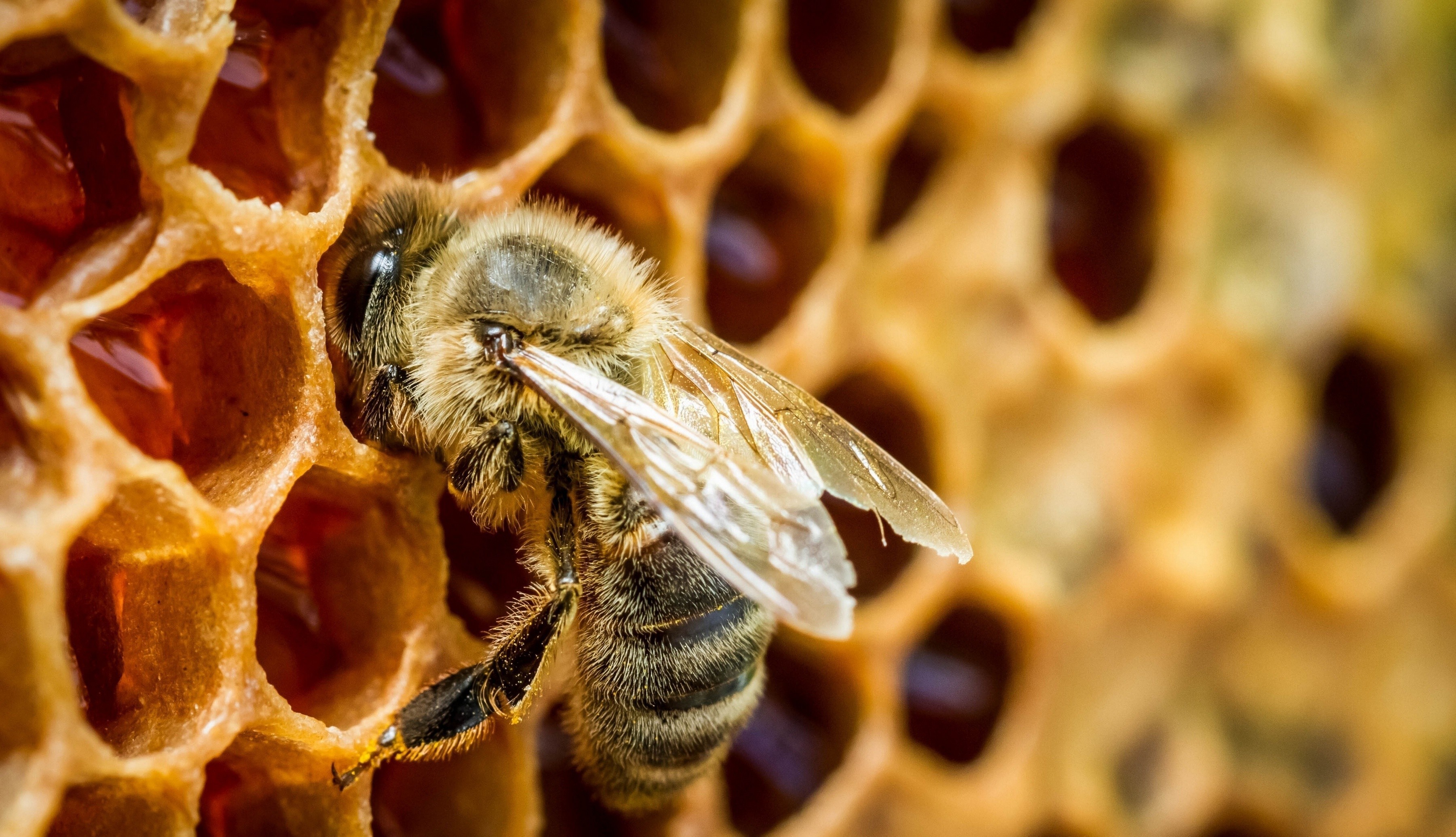Bee on a honeycomb with honey HD Wallpaper