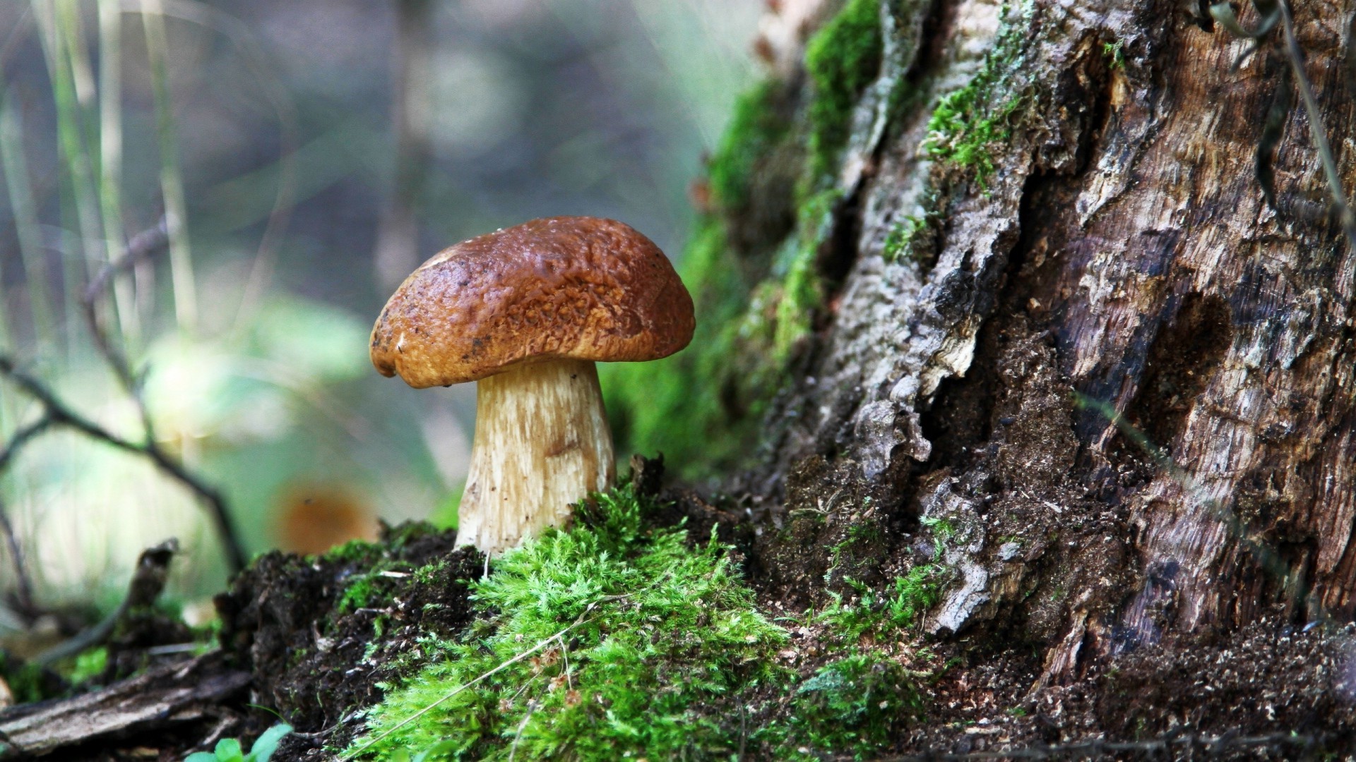Mushroom growing on mossy tree trunk in forest HD Wallpaper
