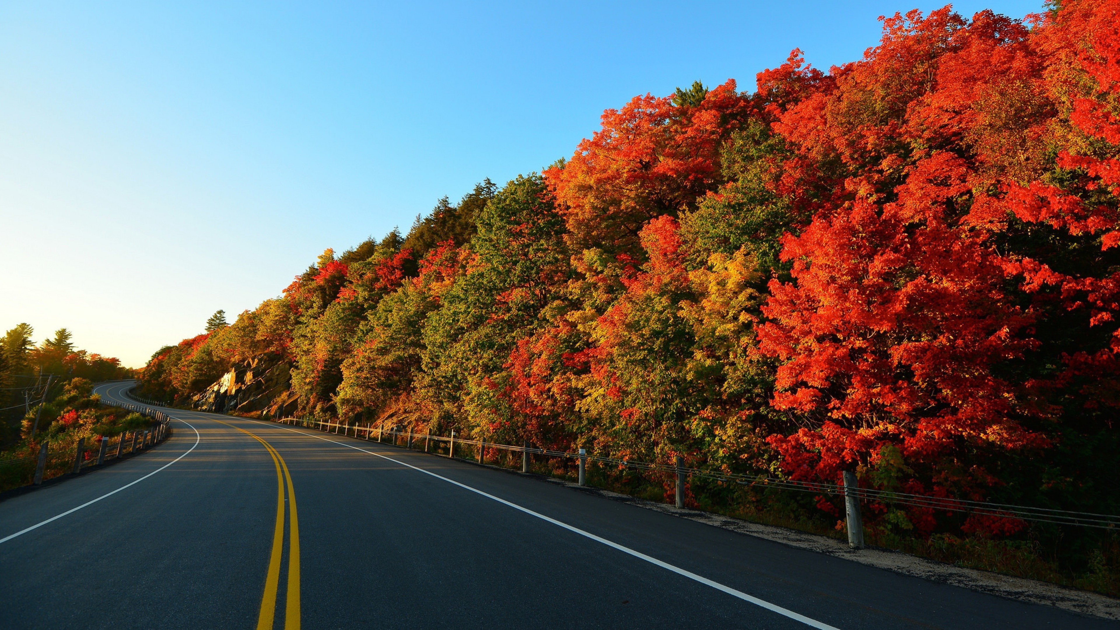 Winding road through autumn forest HD Wallpaper