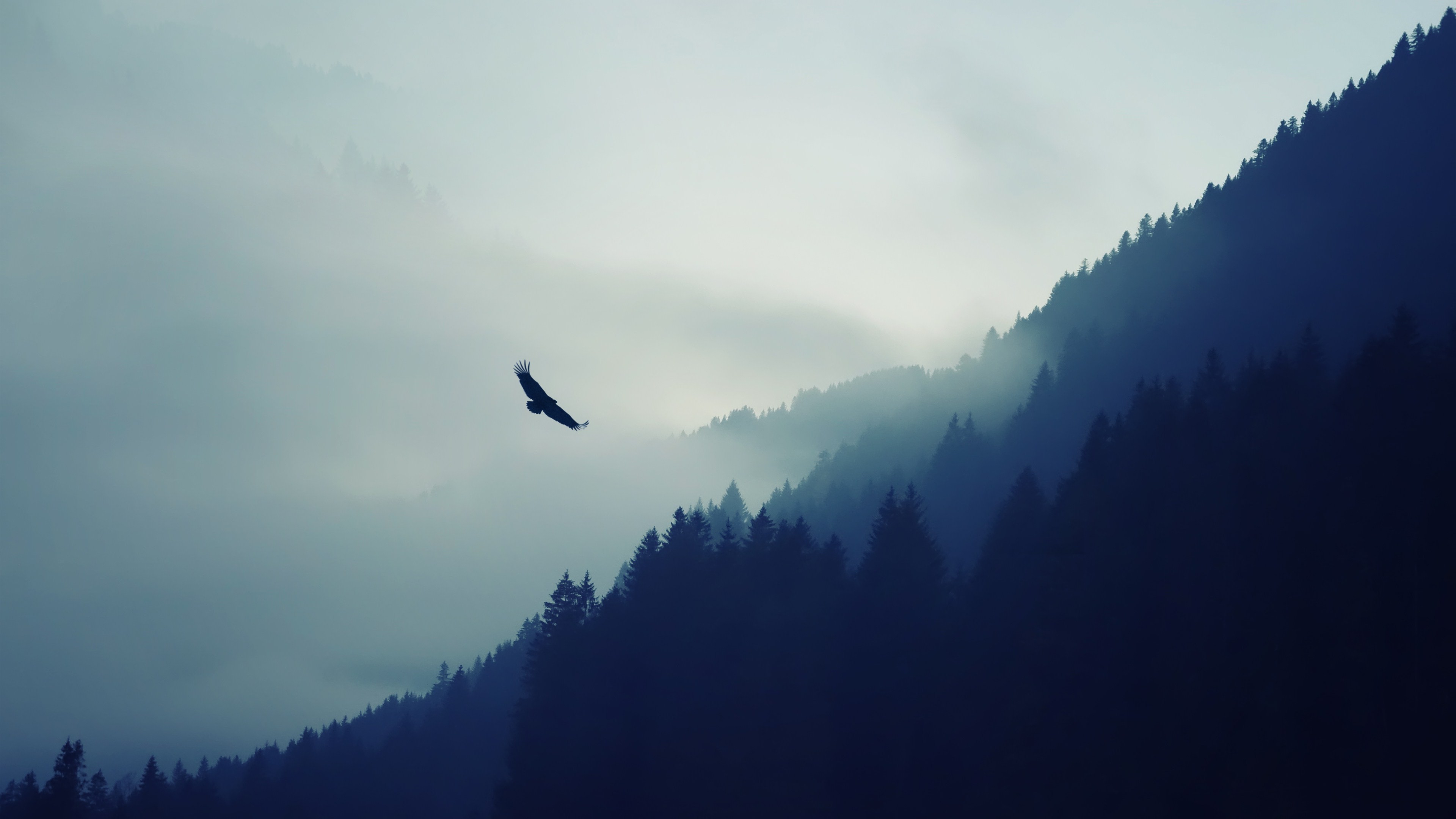 Eagle flying over misty forest mountains HD Wallpaper