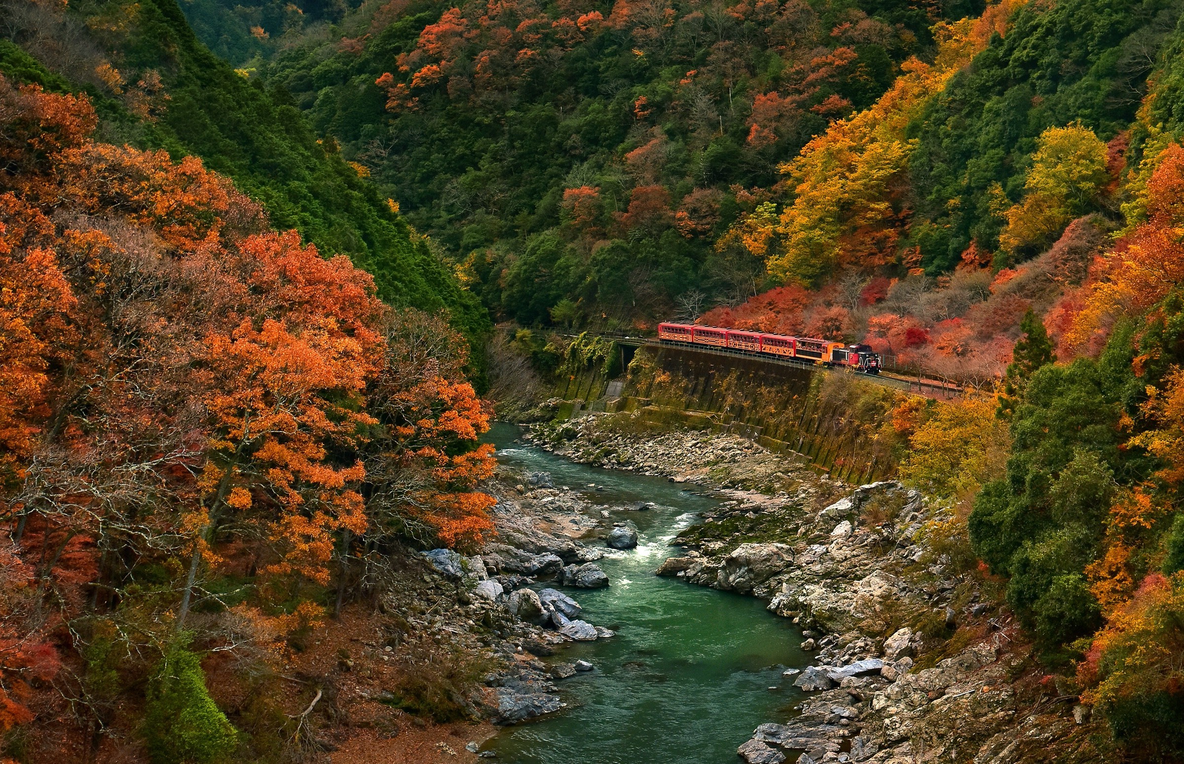 Train traveling through a colorful autumn canyon in Japan HD Wallpaper