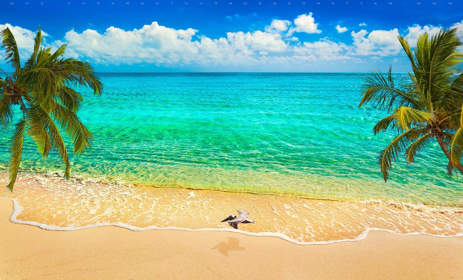 Tropical Beach with Palm Trees and Flying Birds HD Wallpaper