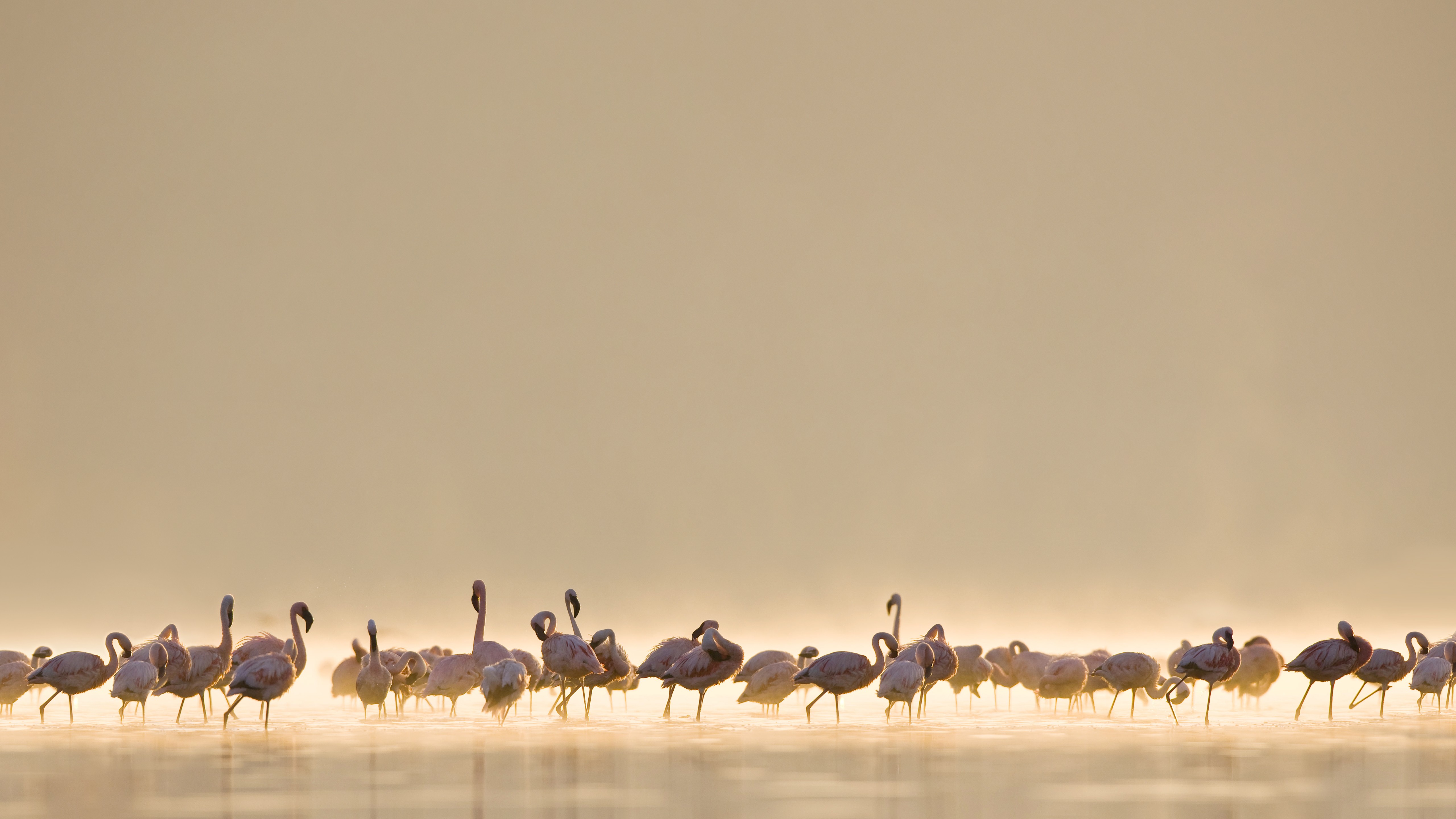 Flamingos standing in shallow water at sunrise HD Wallpaper