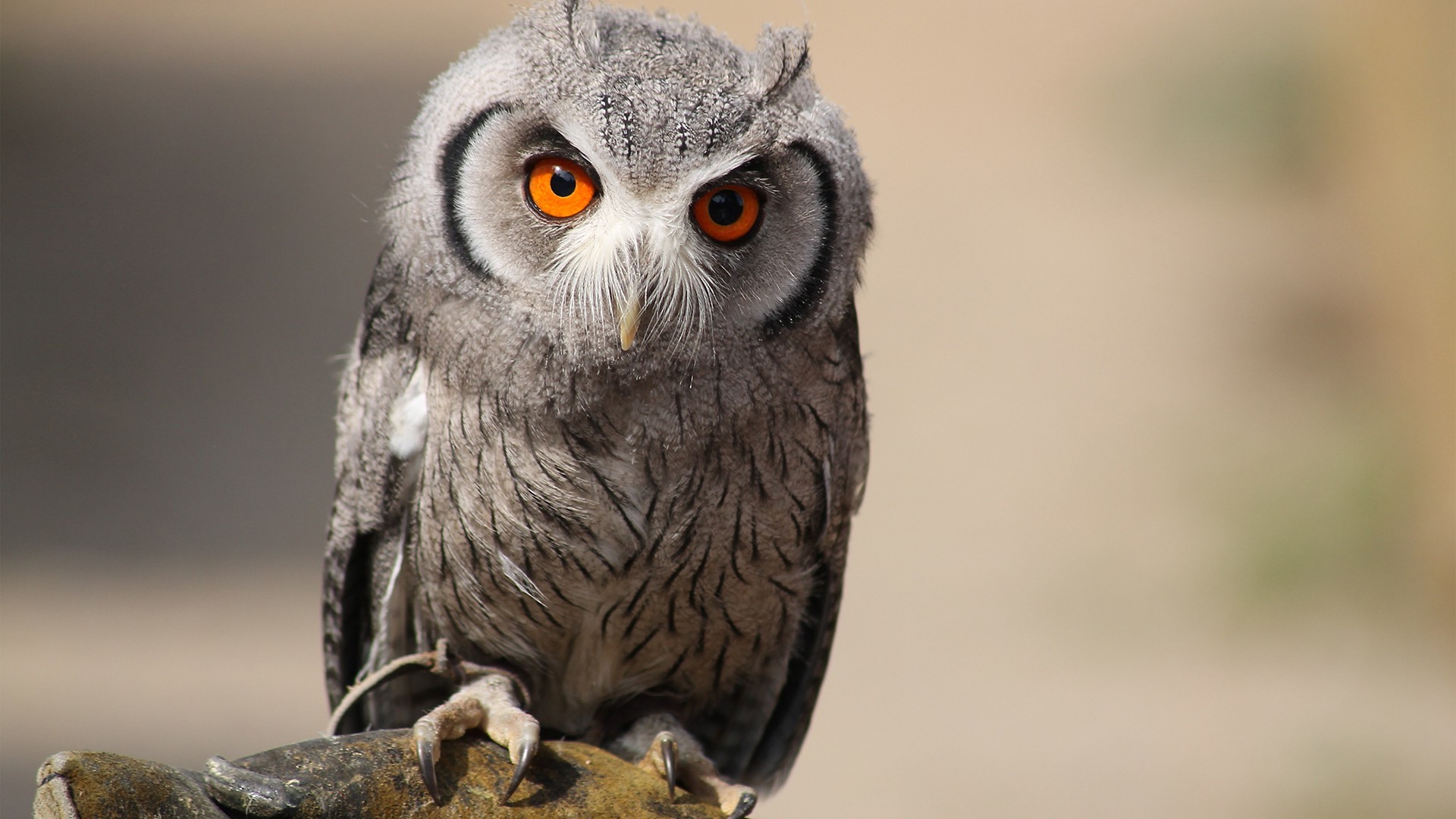 Southern White Faced Owl with bright orange eyes HD Wallpaper