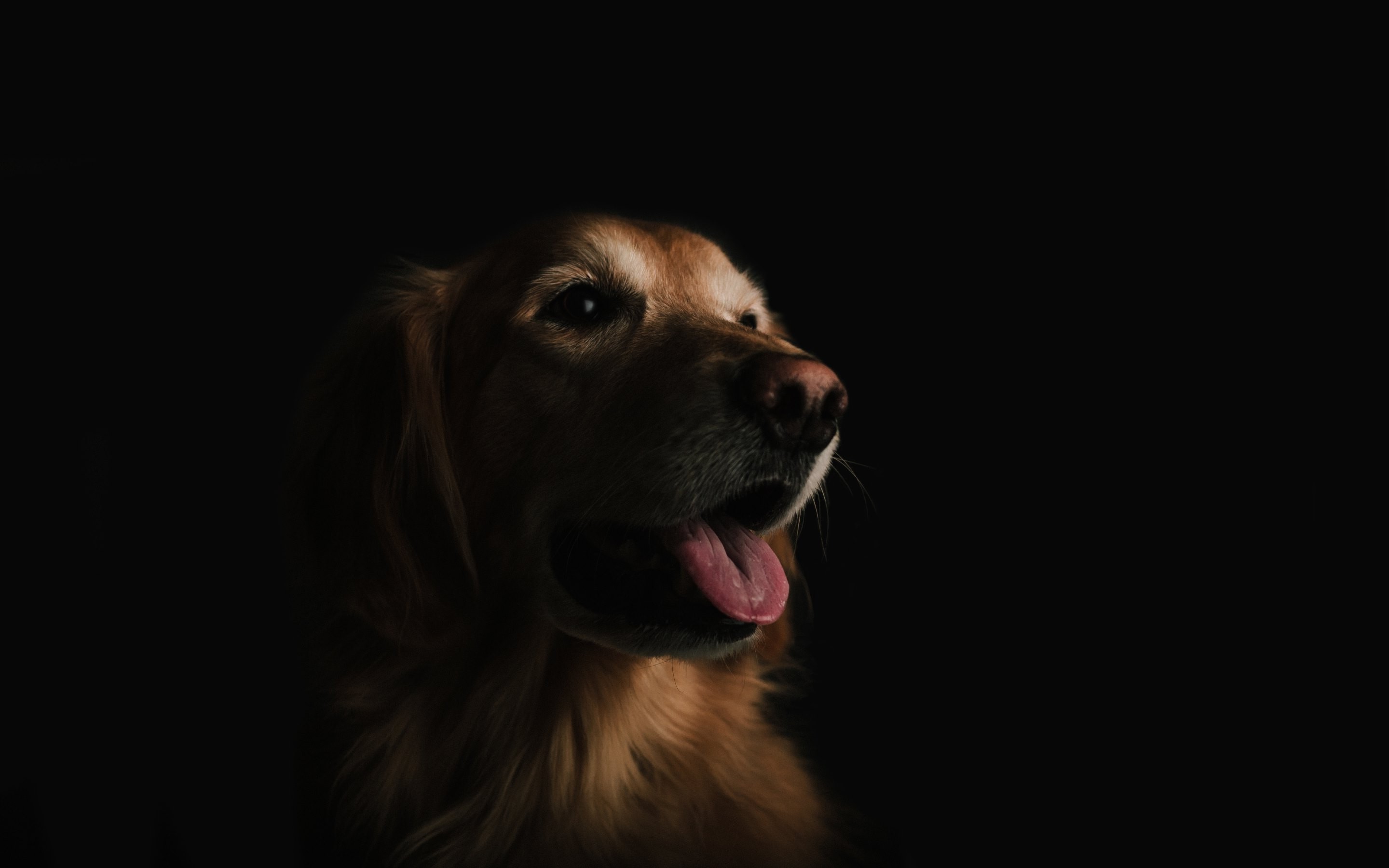 Golden retriever dog portrait HD Wallpaper