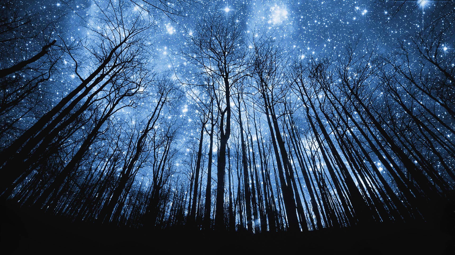 Bare trees against a starry night sky HD Wallpaper