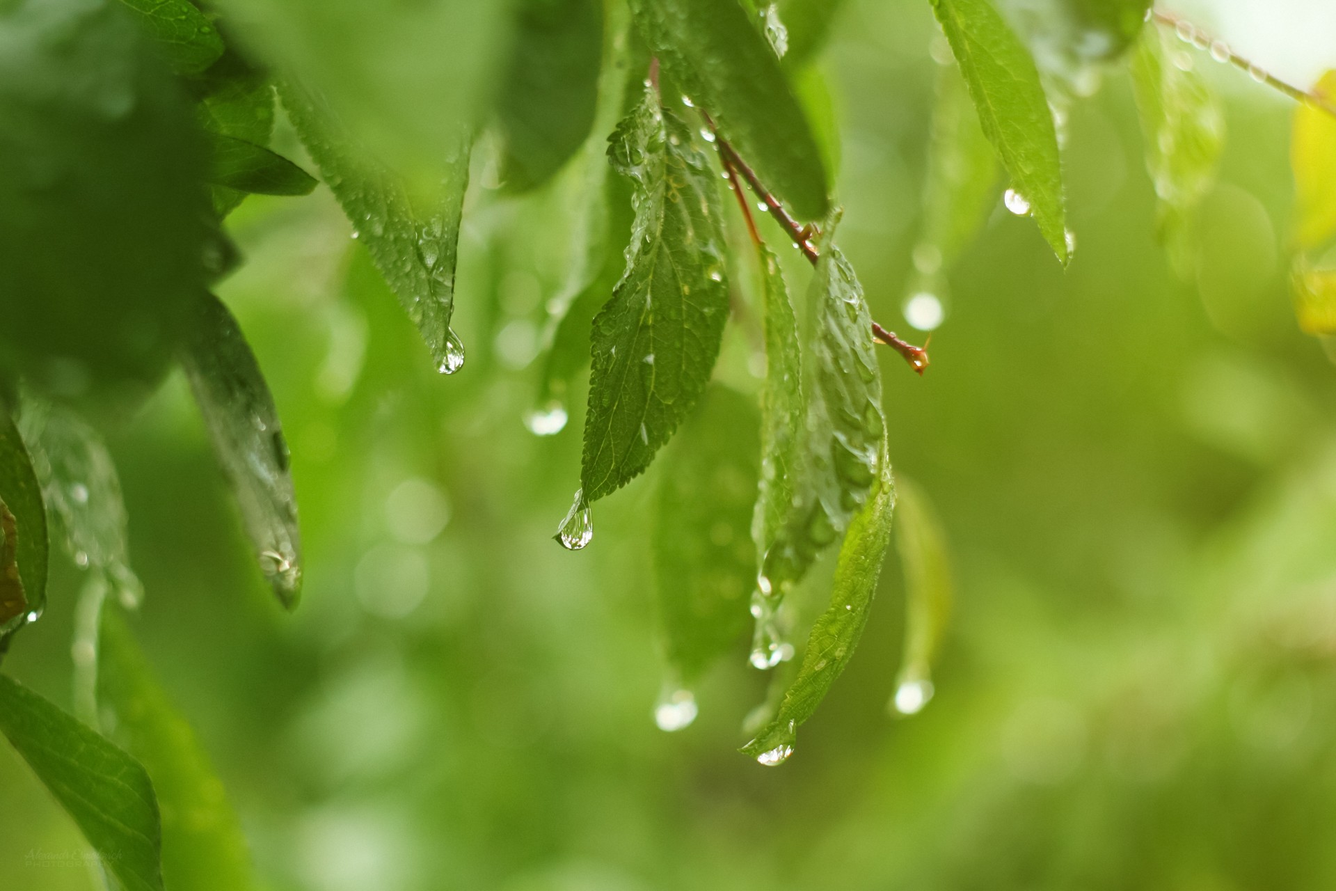 Close-up of Dewy Green Leaves in Soft Light HD Wallpaper