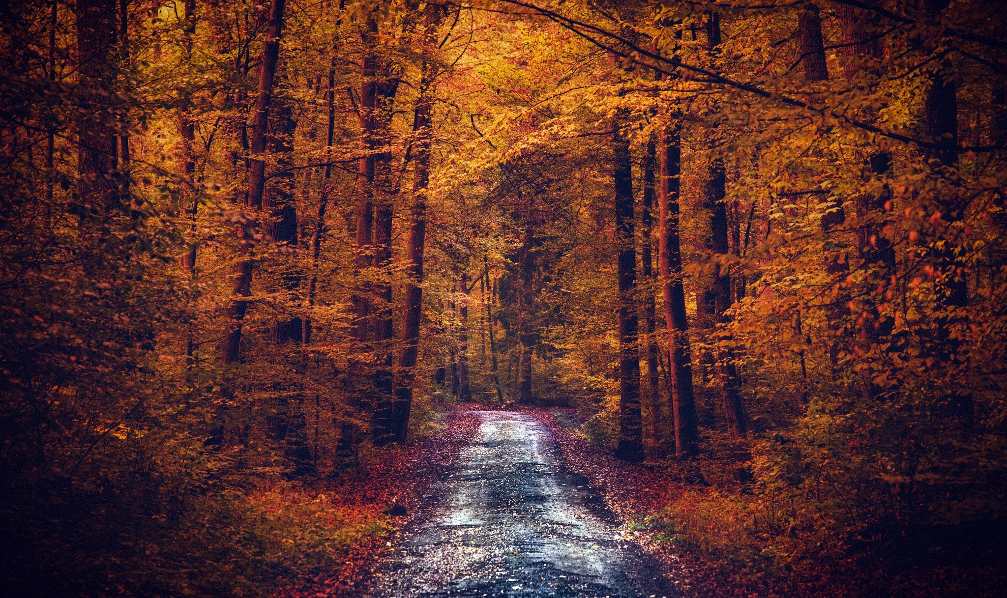 Pathway through an autumn forest HD Wallpaper