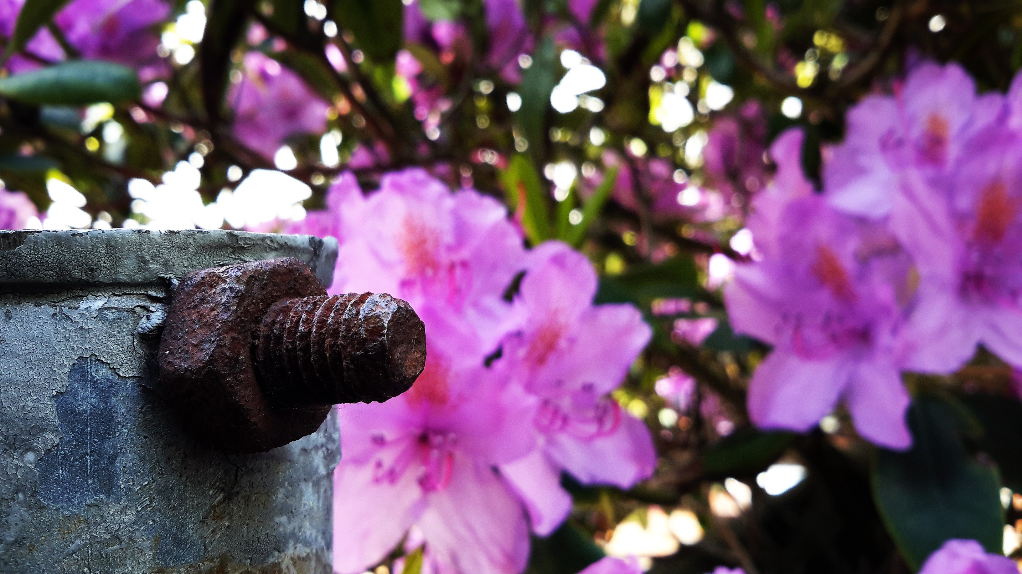 Rusty bolt on a pole with purple flowers HD Wallpaper