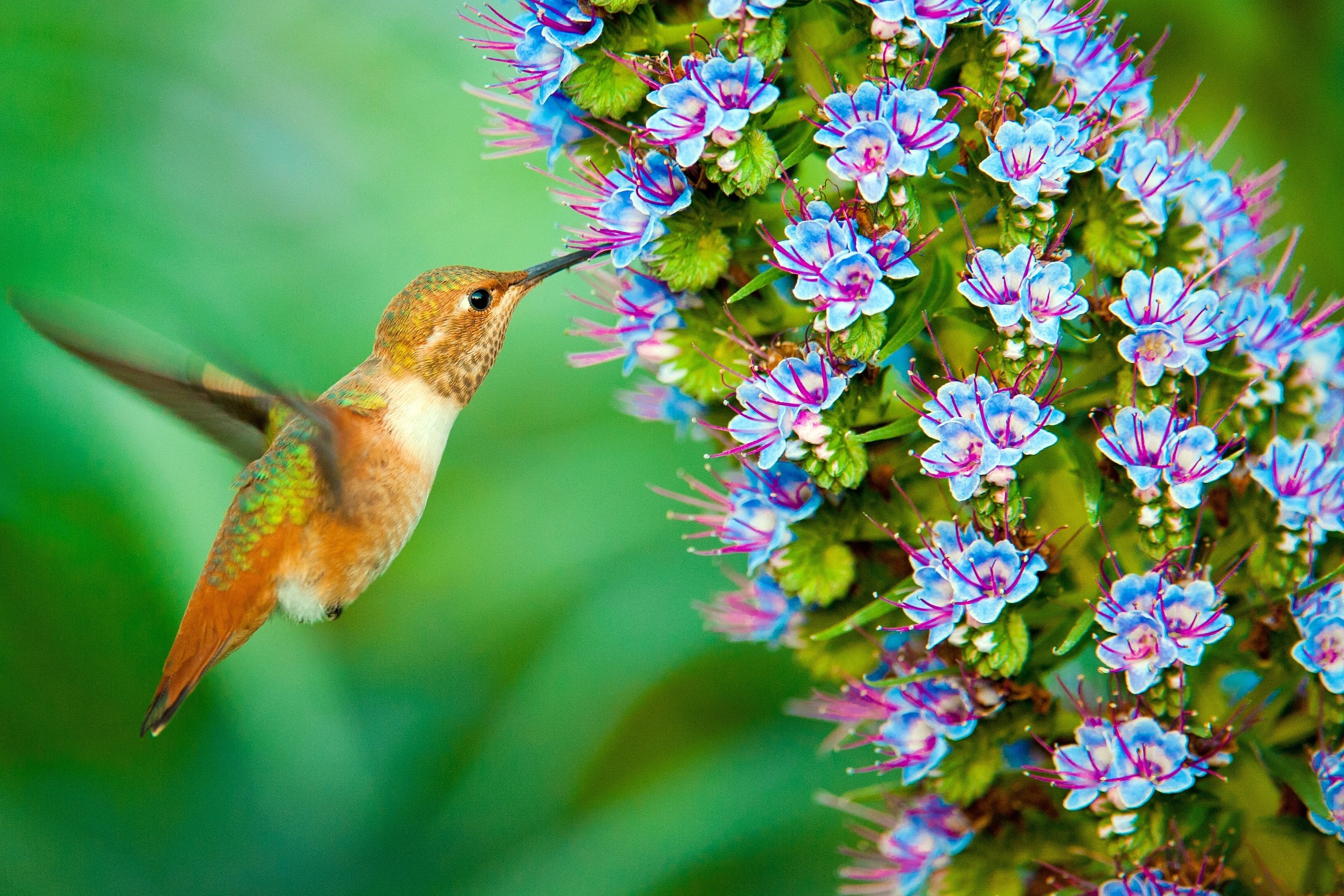 Hummingbird feeding on blue flowers HD Wallpaper