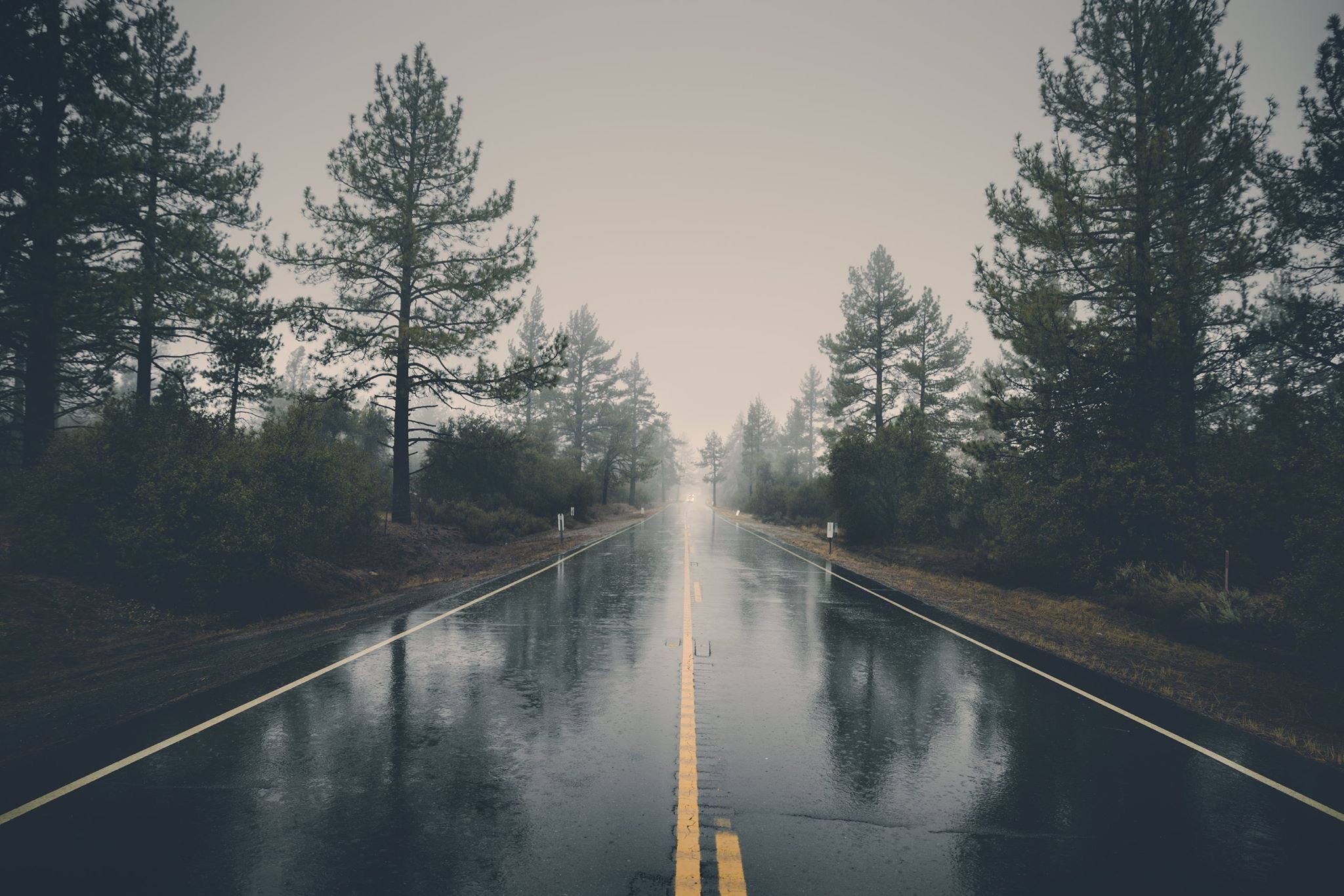 Wet road through a forest with pine trees HD Wallpaper