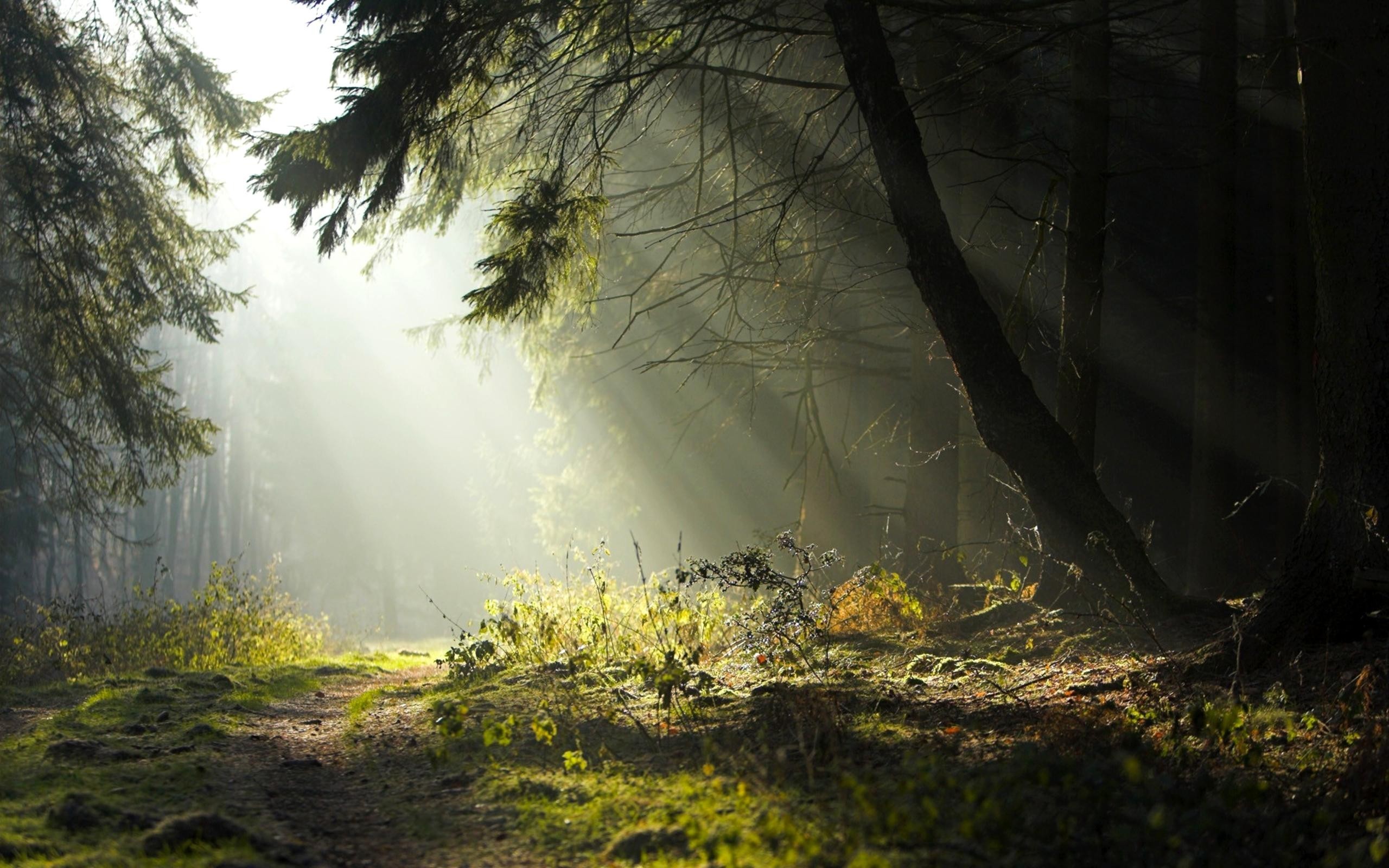 Sun rays filtering through a misty forest path HD Wallpaper