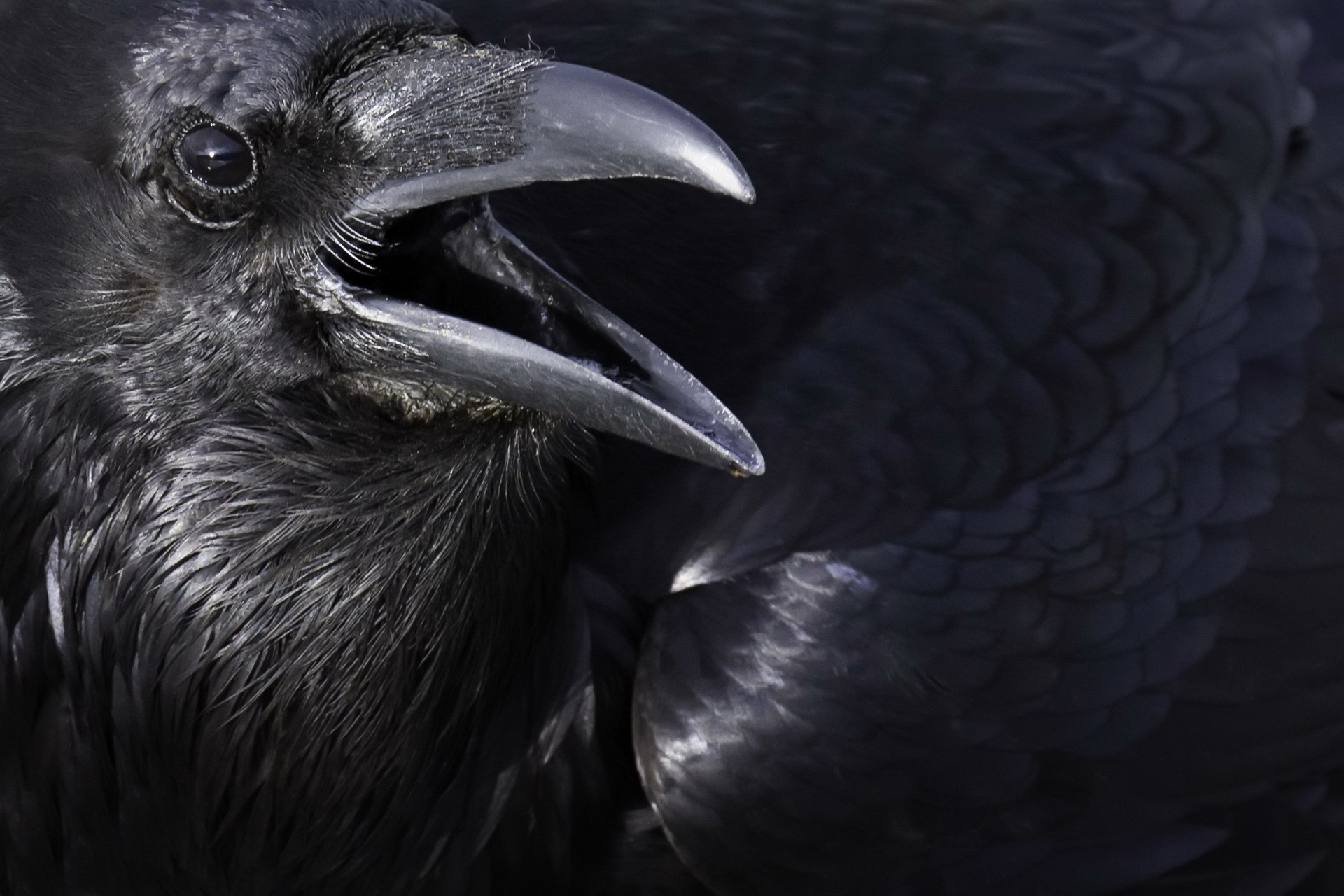 Close-up of a black raven with its beak open HD Wallpaper