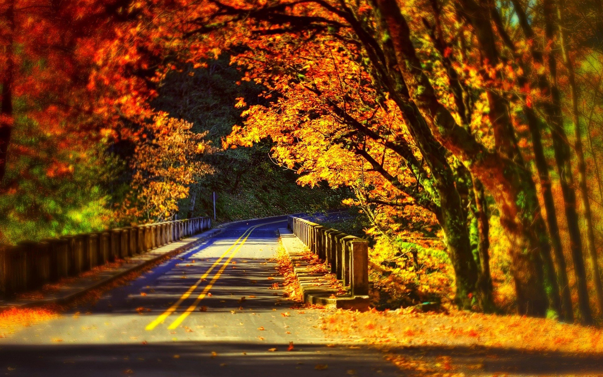 Road through a fall forest with a bridge HD Wallpaper