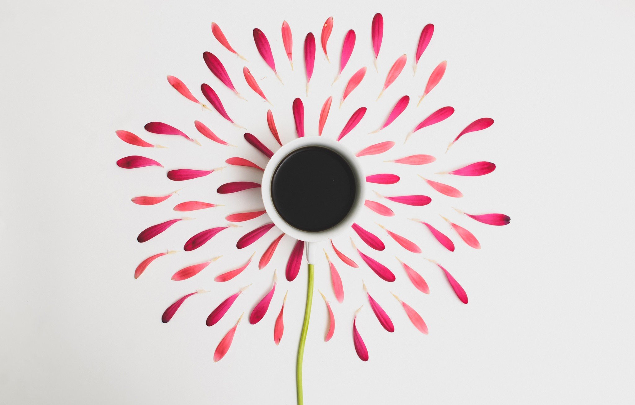 Coffee cup with flower petals HD Wallpaper