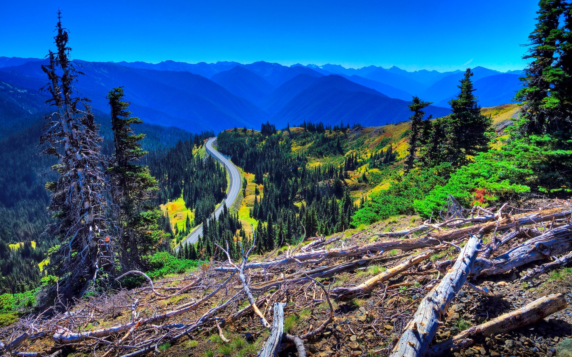 Mountain road winding through a forest with dead trees in foreground HD Wallpaper