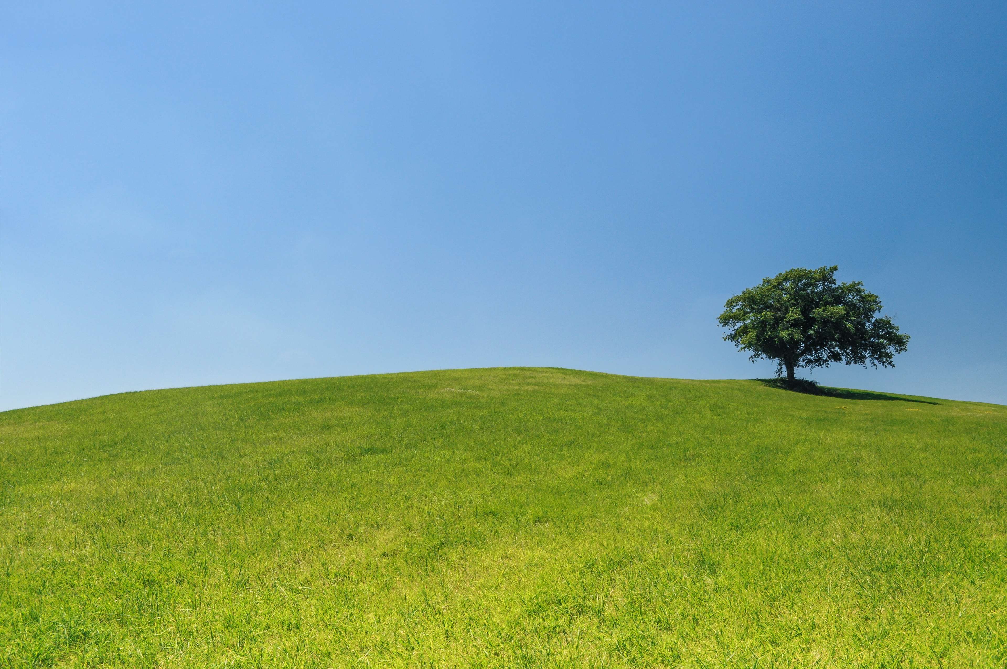 A lone tree on a green hill under a blue sky HD Wallpaper