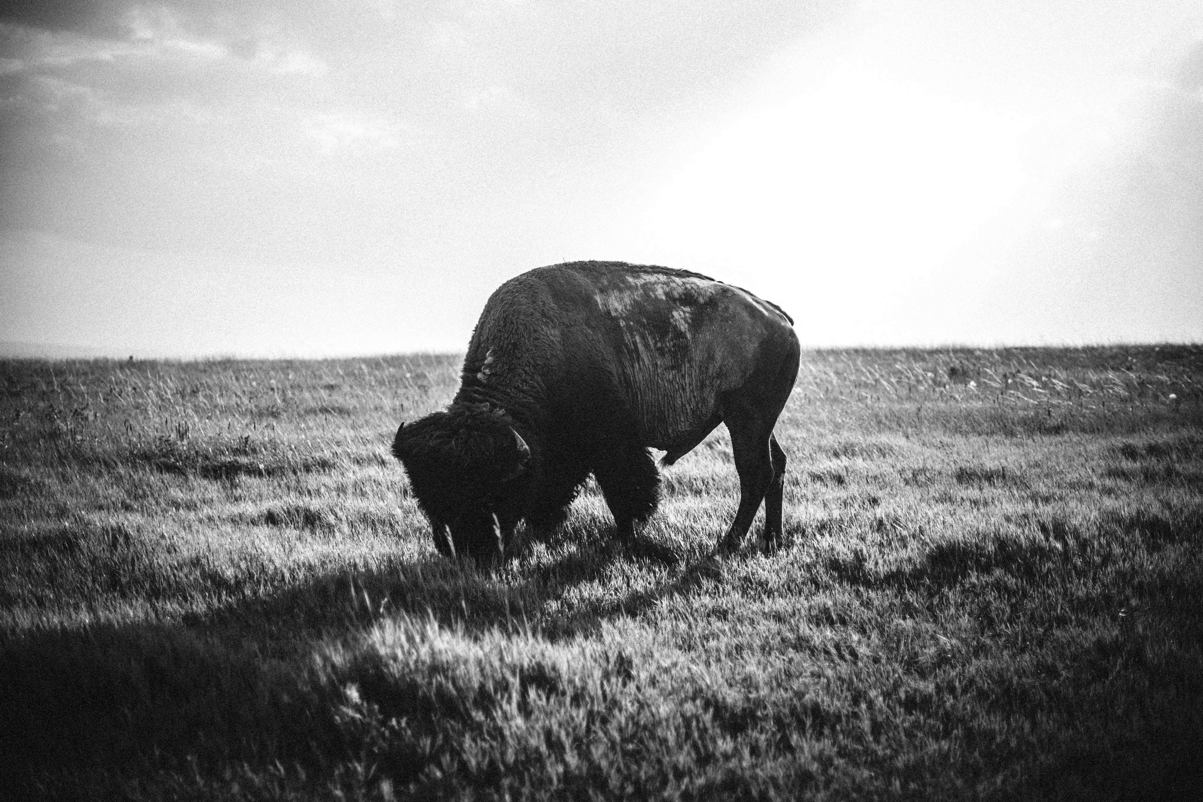 Buffalo grazing in a grassland 4K HD Wallpaper