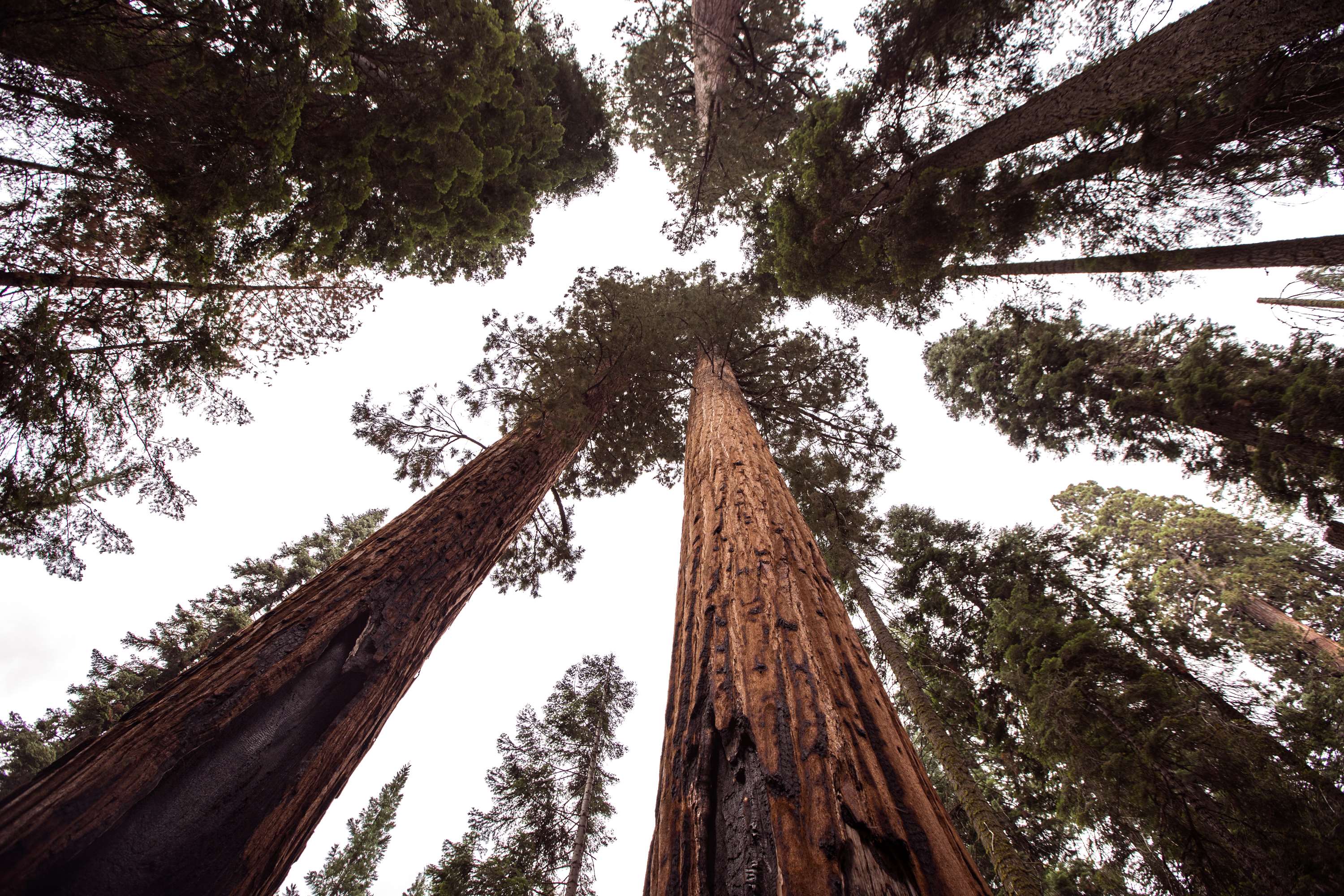 Looking up at tall redwood trees in a forest HD Wallpaper